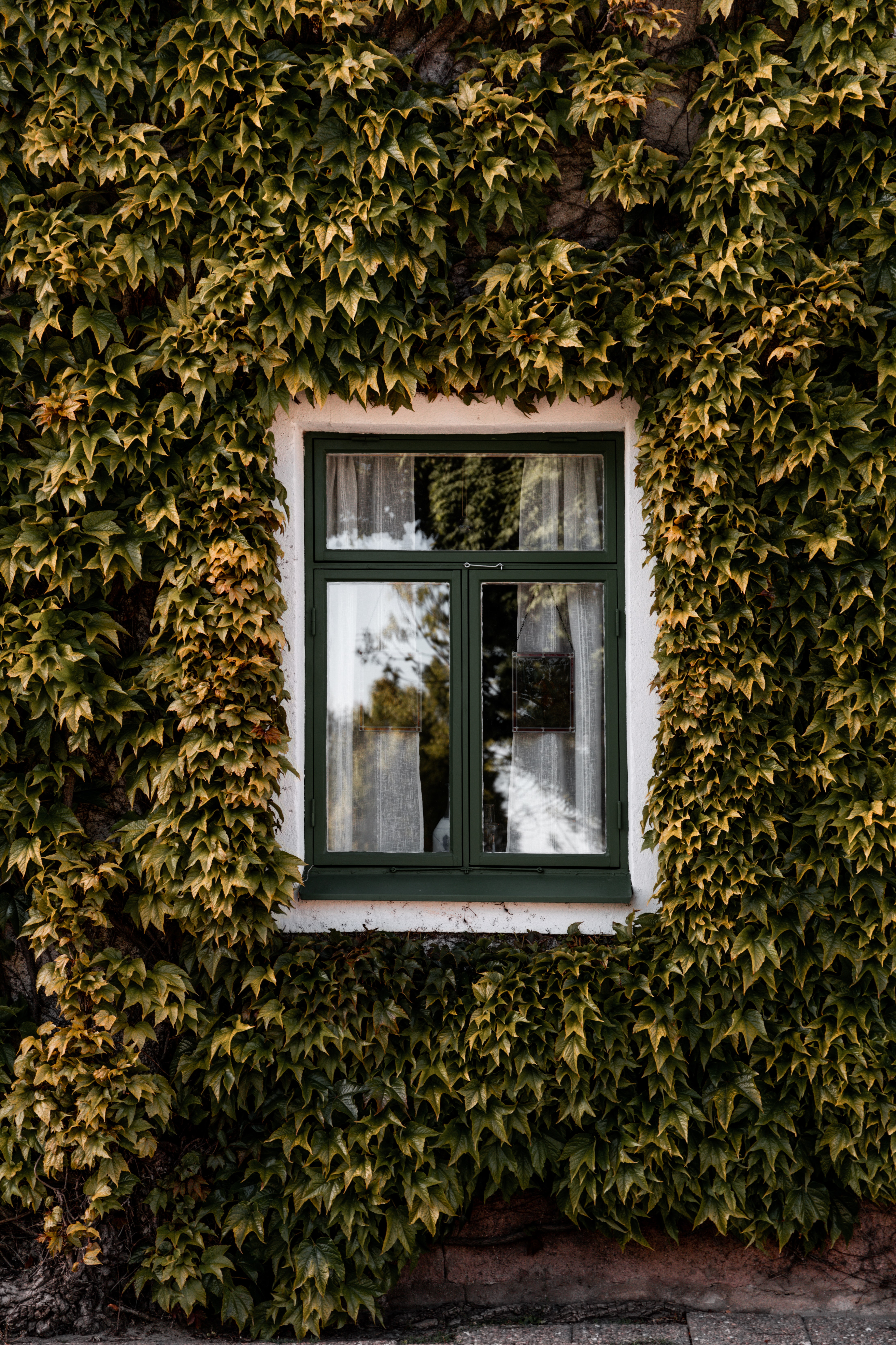 Download mobile wallpaper Building, Miscellanea, Window, Facade, Ivy, Miscellaneous for free.