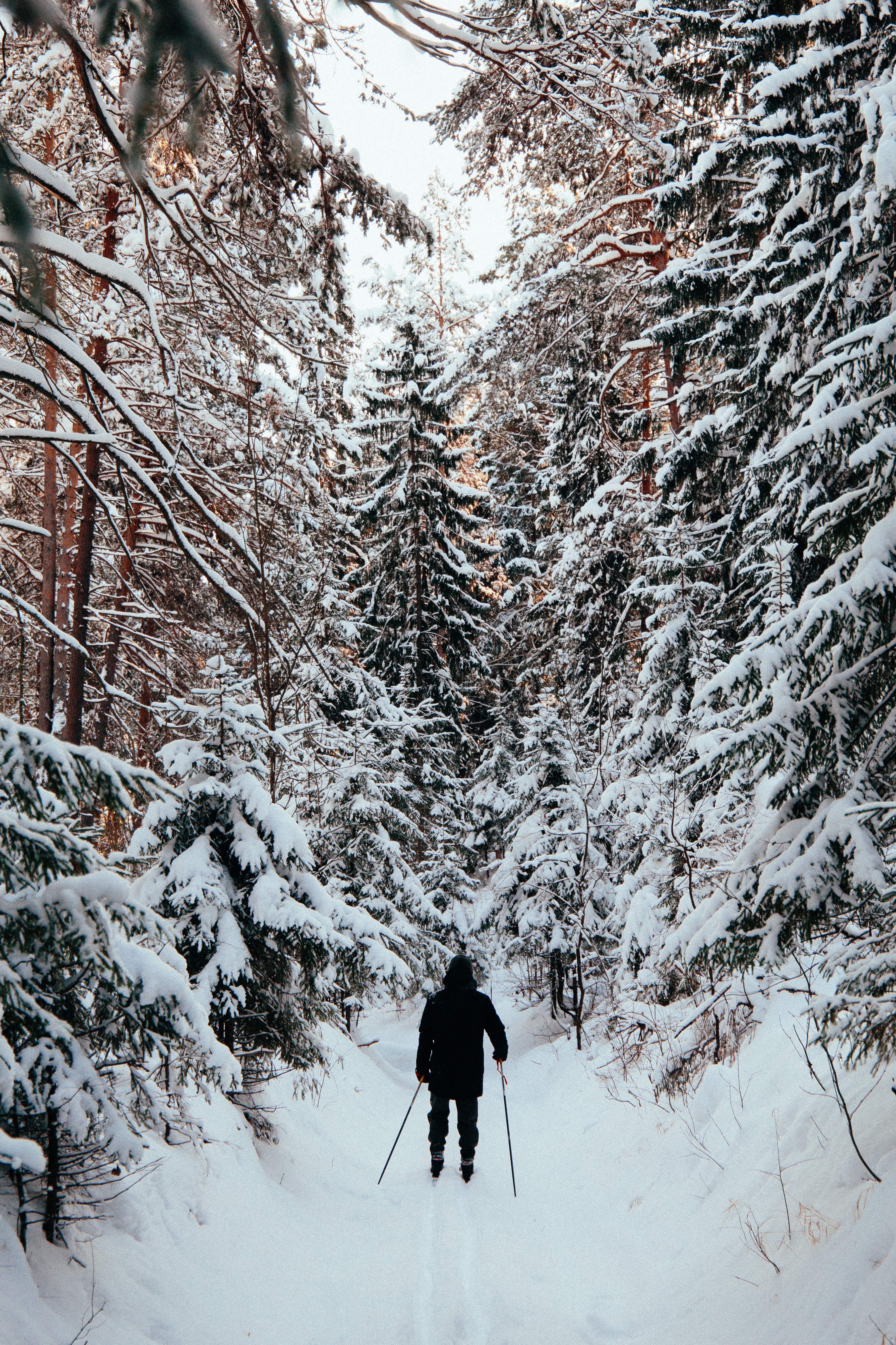winter, snow, miscellanea, miscellaneous, forest, human, person, skier, skiing 4K