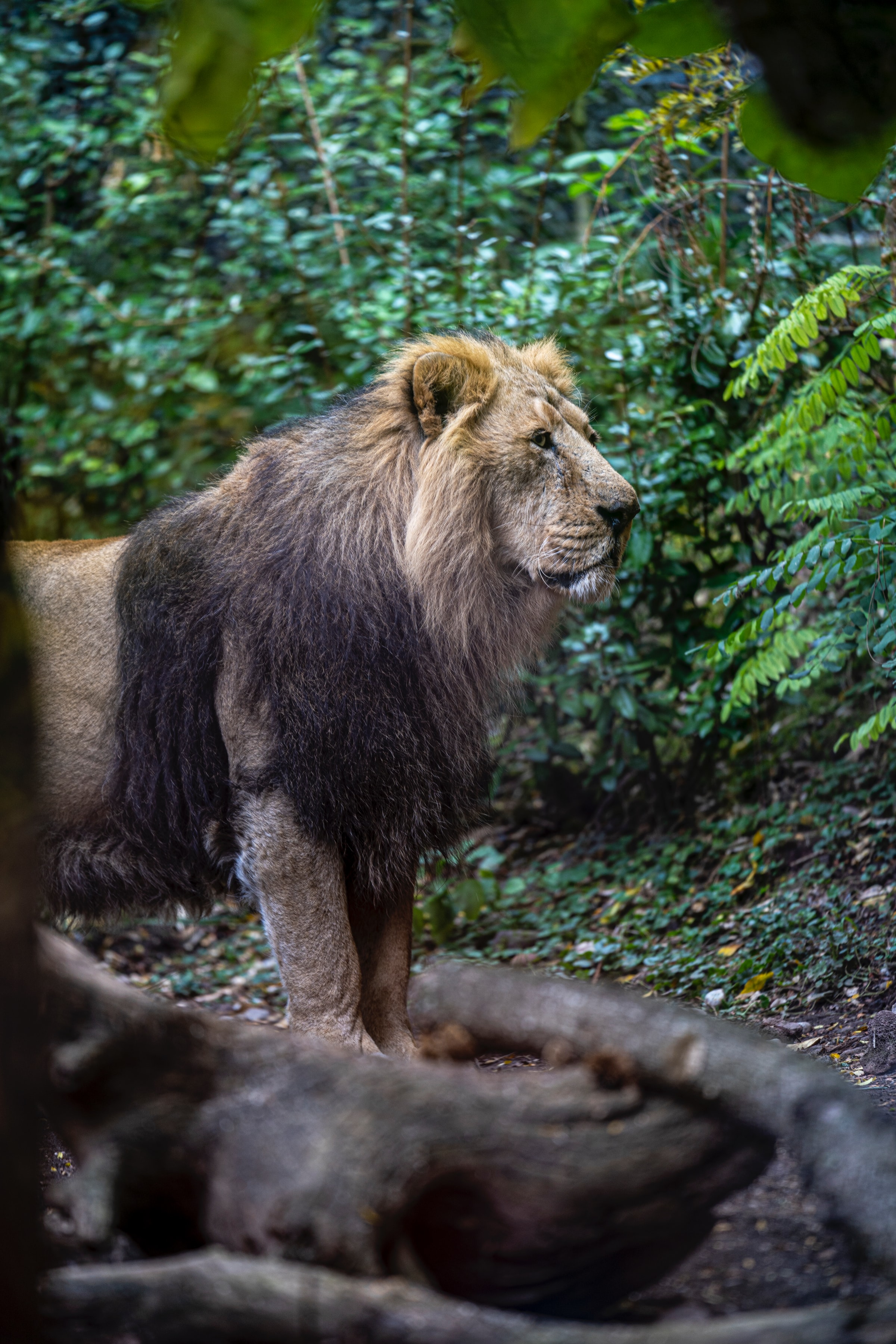 Full HD animals, lion, predator, big cat, king of beasts, king of the beasts, wild