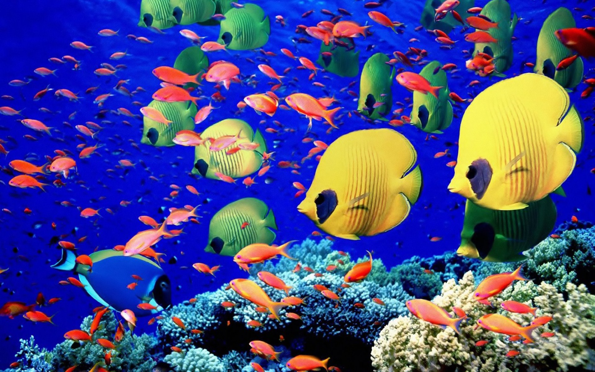 1482285 baixar imagens coral, animais, peixe, peixe borboleta - papéis de parede e protetores de tela gratuitamente