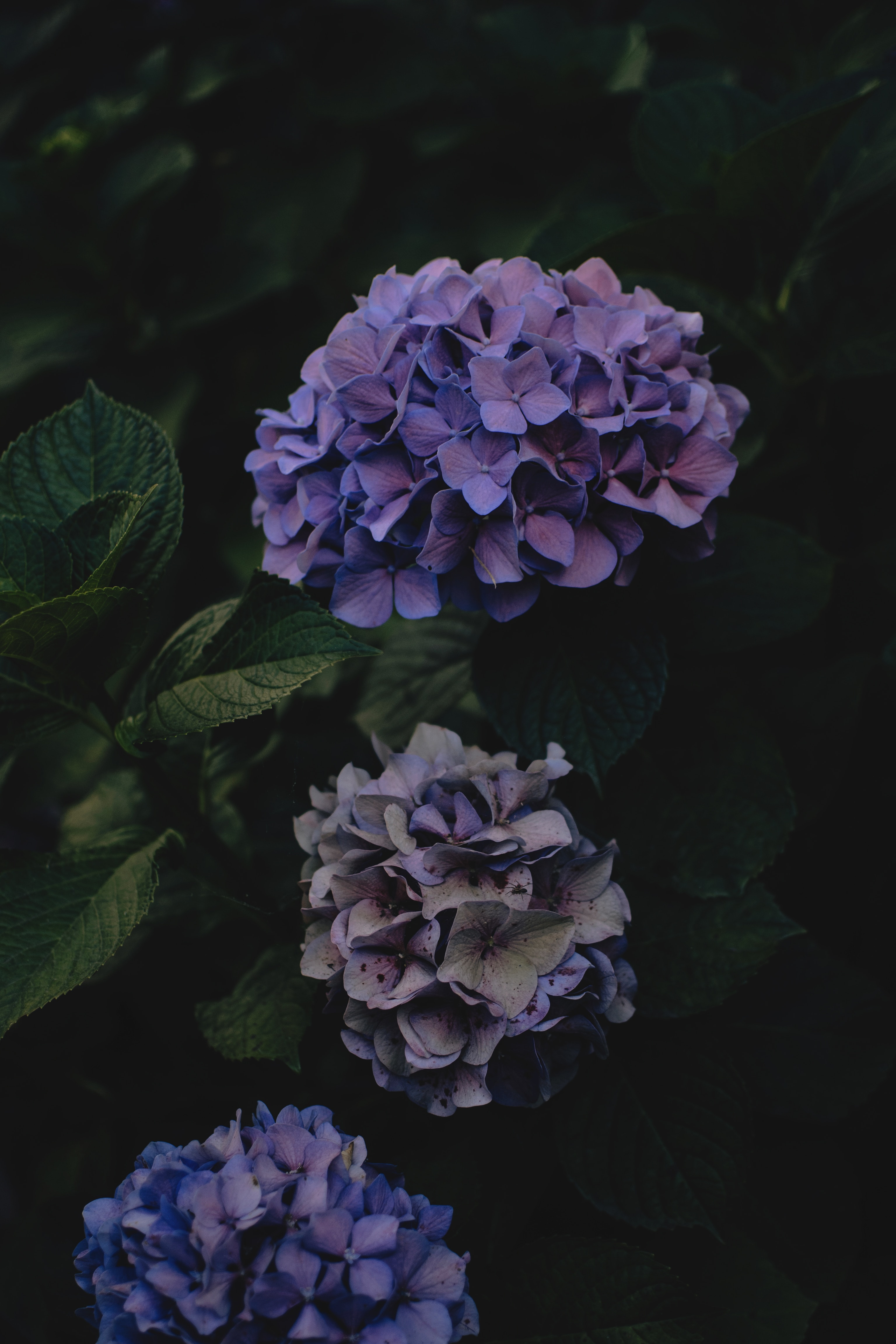 Download mobile wallpaper Hydrangea, Inflorescence, Inflorescences, Flowers, Violet, Purple, Dark for free.