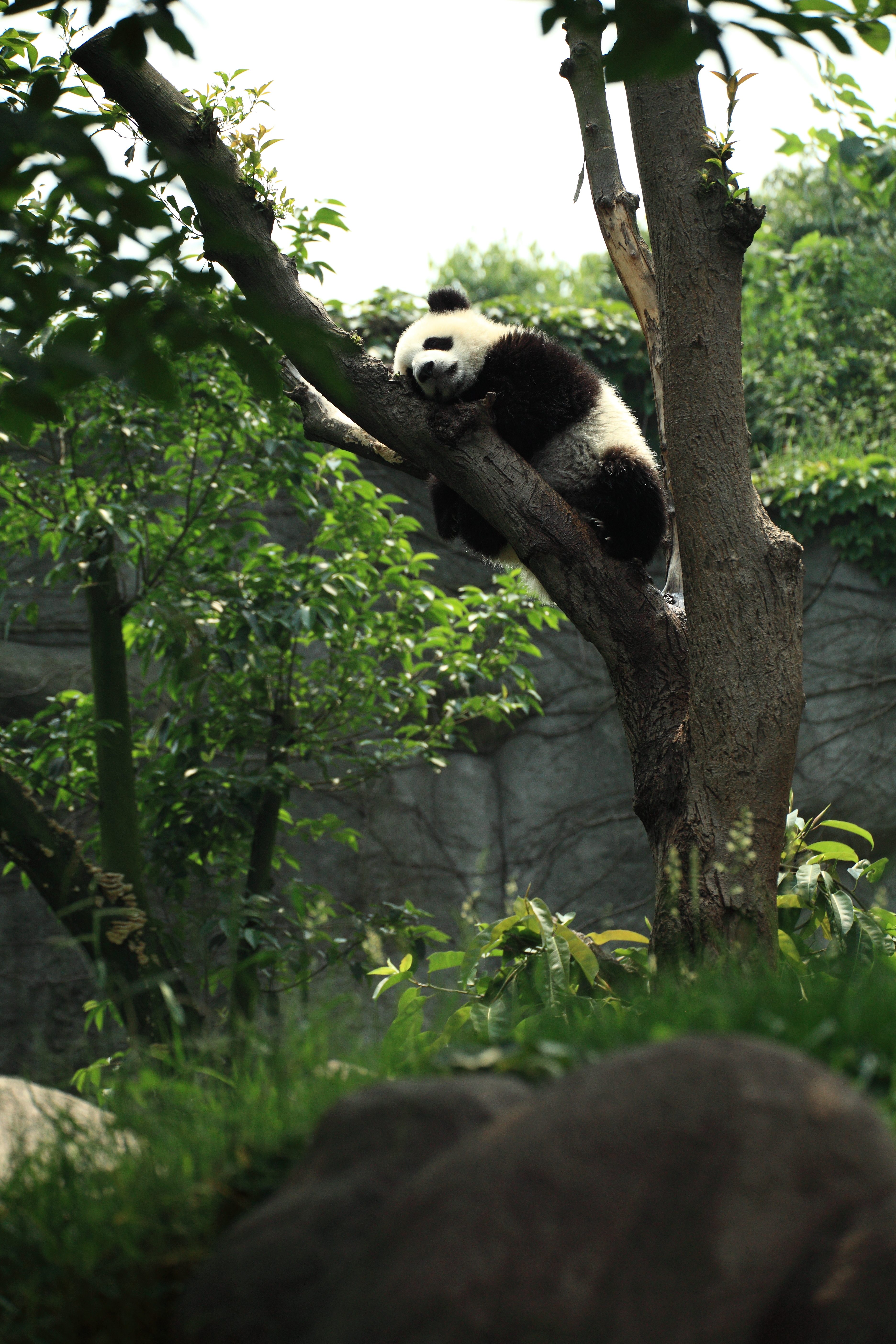 Download mobile wallpaper Wood, Sleep, Dream, Tree, Animals, Panda for free.