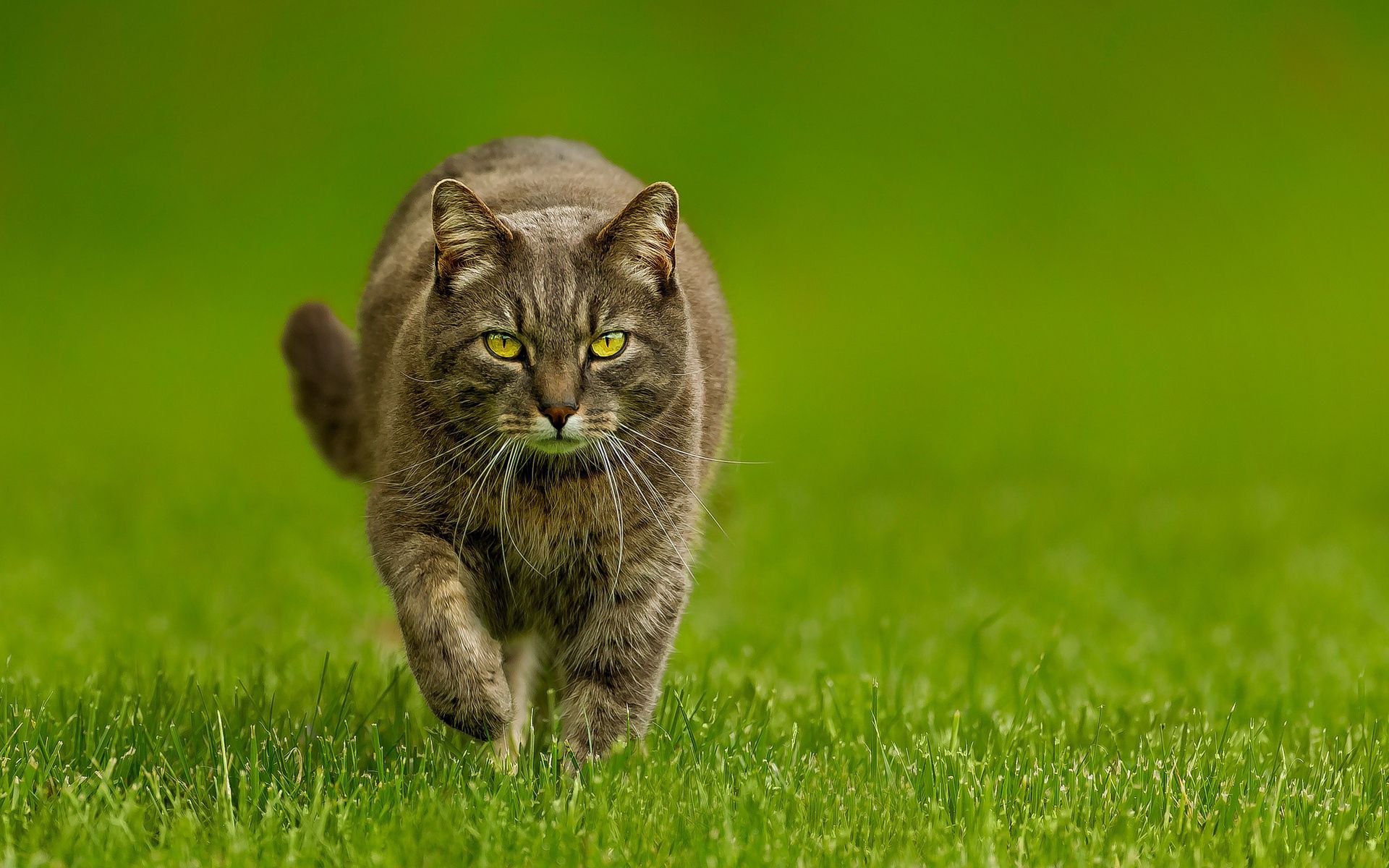 android opinion, animals, grass, cat, sight, stroll, fat, thick, evil