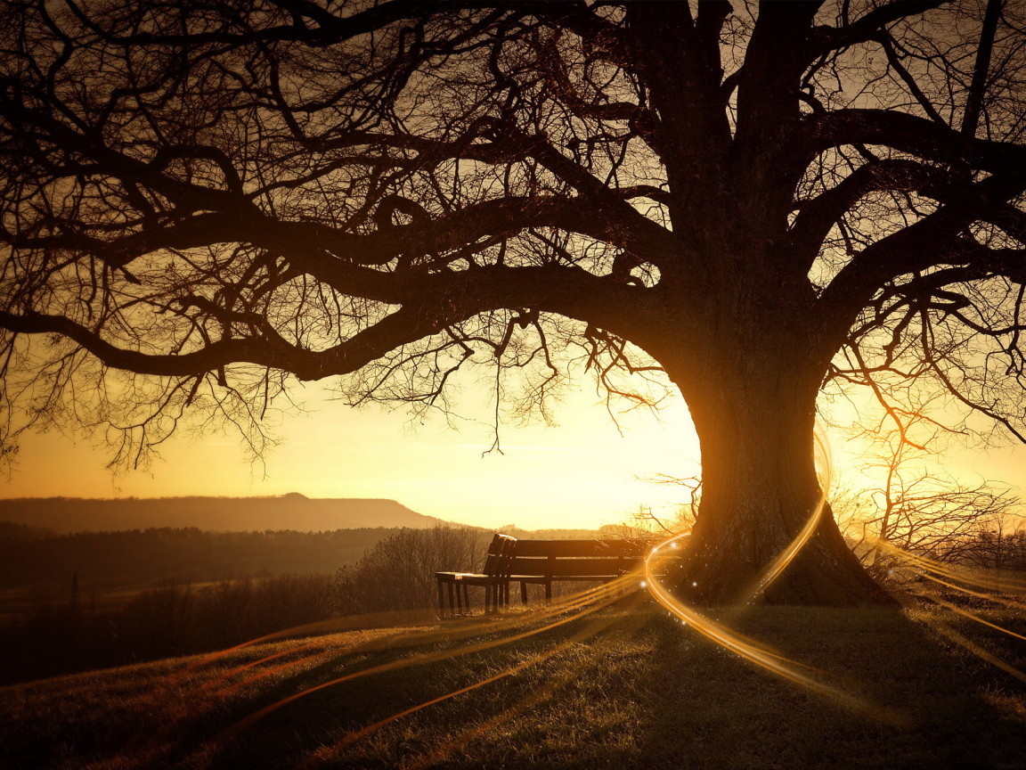 Download mobile wallpaper Trees, Landscape, Sunset, Sun for free.
