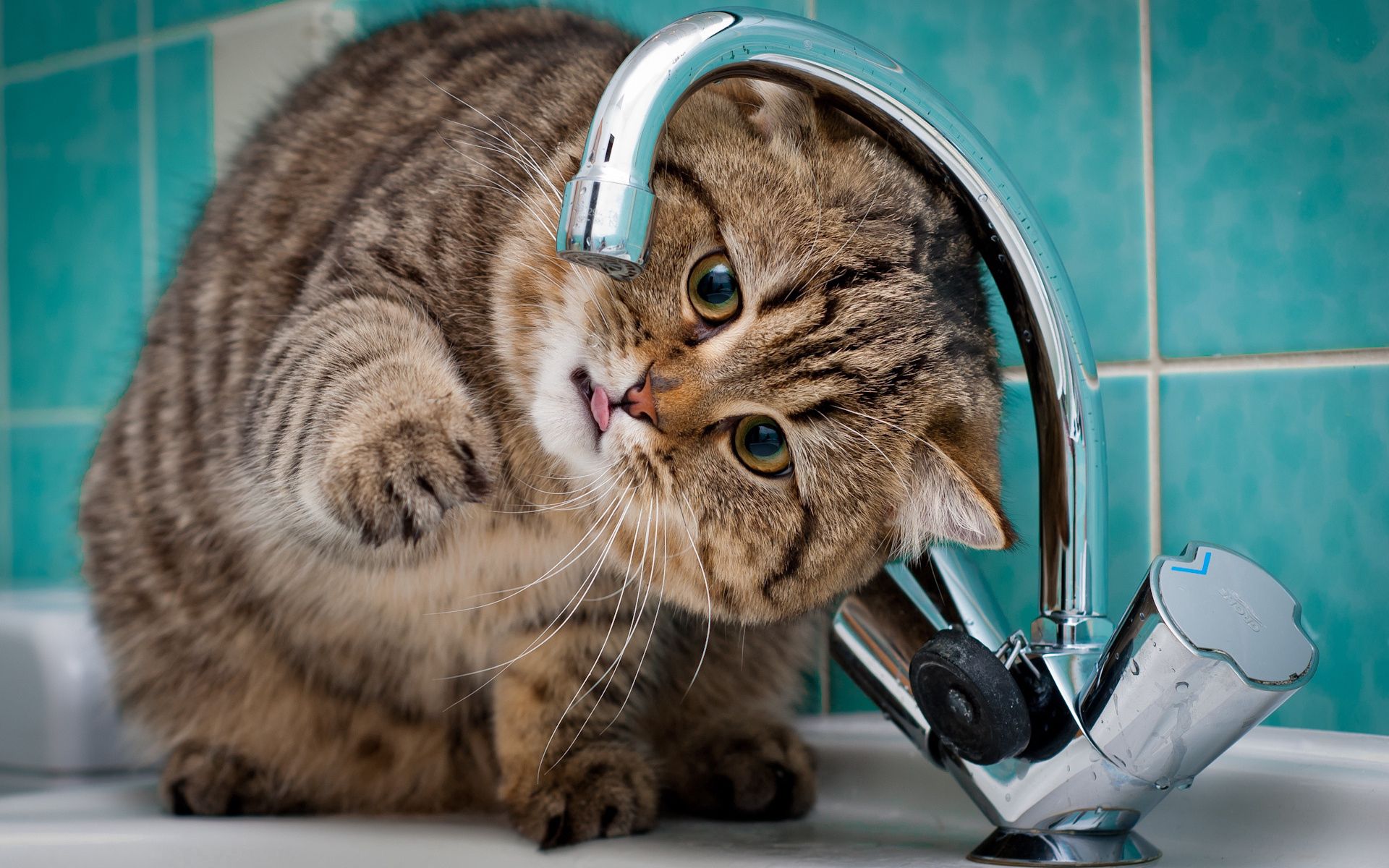 animals, cat, bathroom, crane, tap, sink phone background
