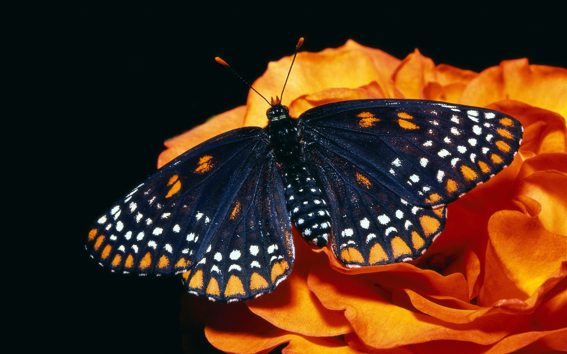 32738 скачать картинку насекомые, бабочки, черные - обои и заставки бесплатно