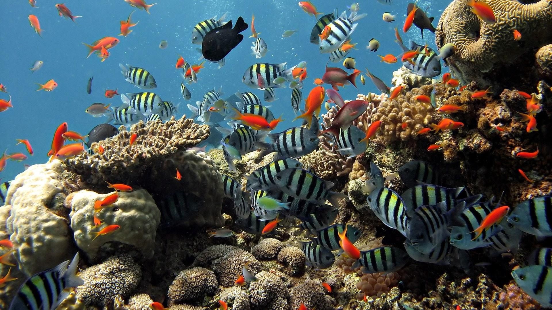 157586 télécharger le fond d'écran animaux, poissons, monde sous marin, océan, coraux, nager - économiseurs d'écran et images gratuitement