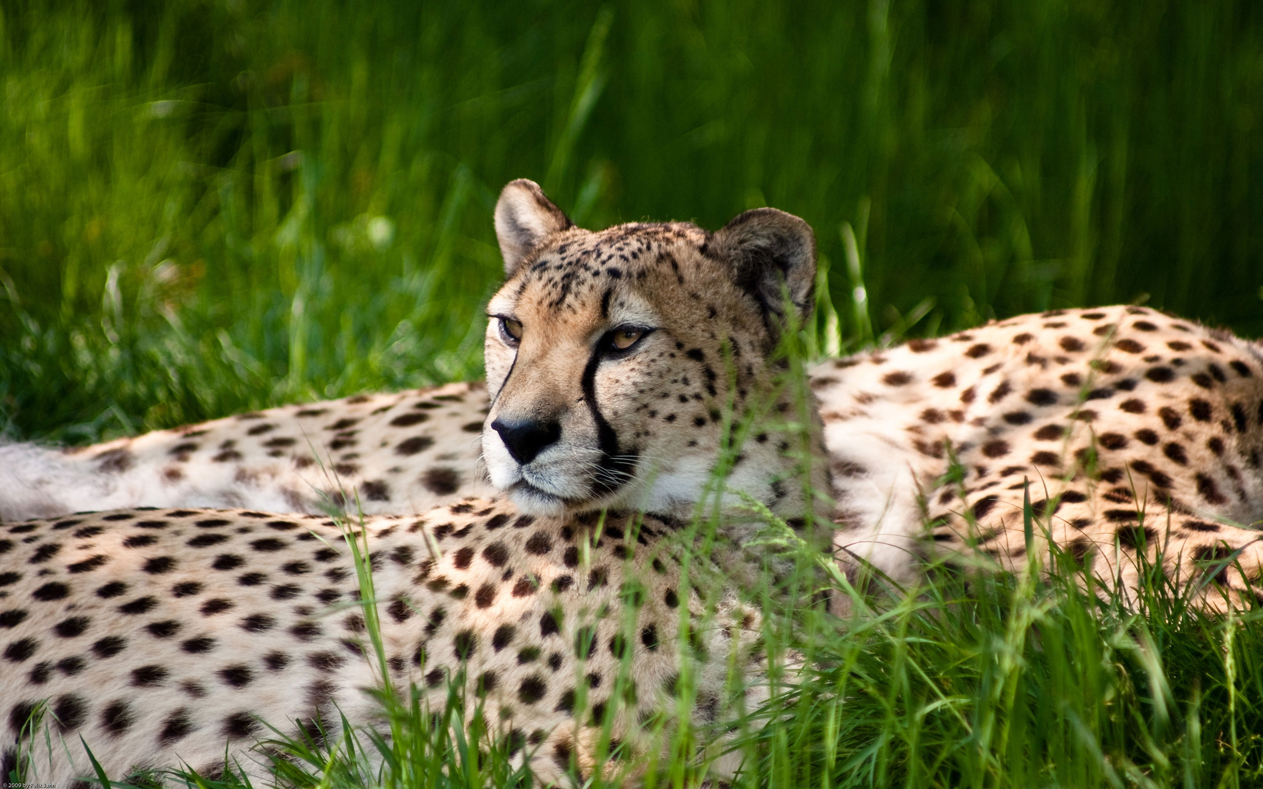 166079 descargar imagen animales, guepardo, gatos: fondos de pantalla y protectores de pantalla gratis
