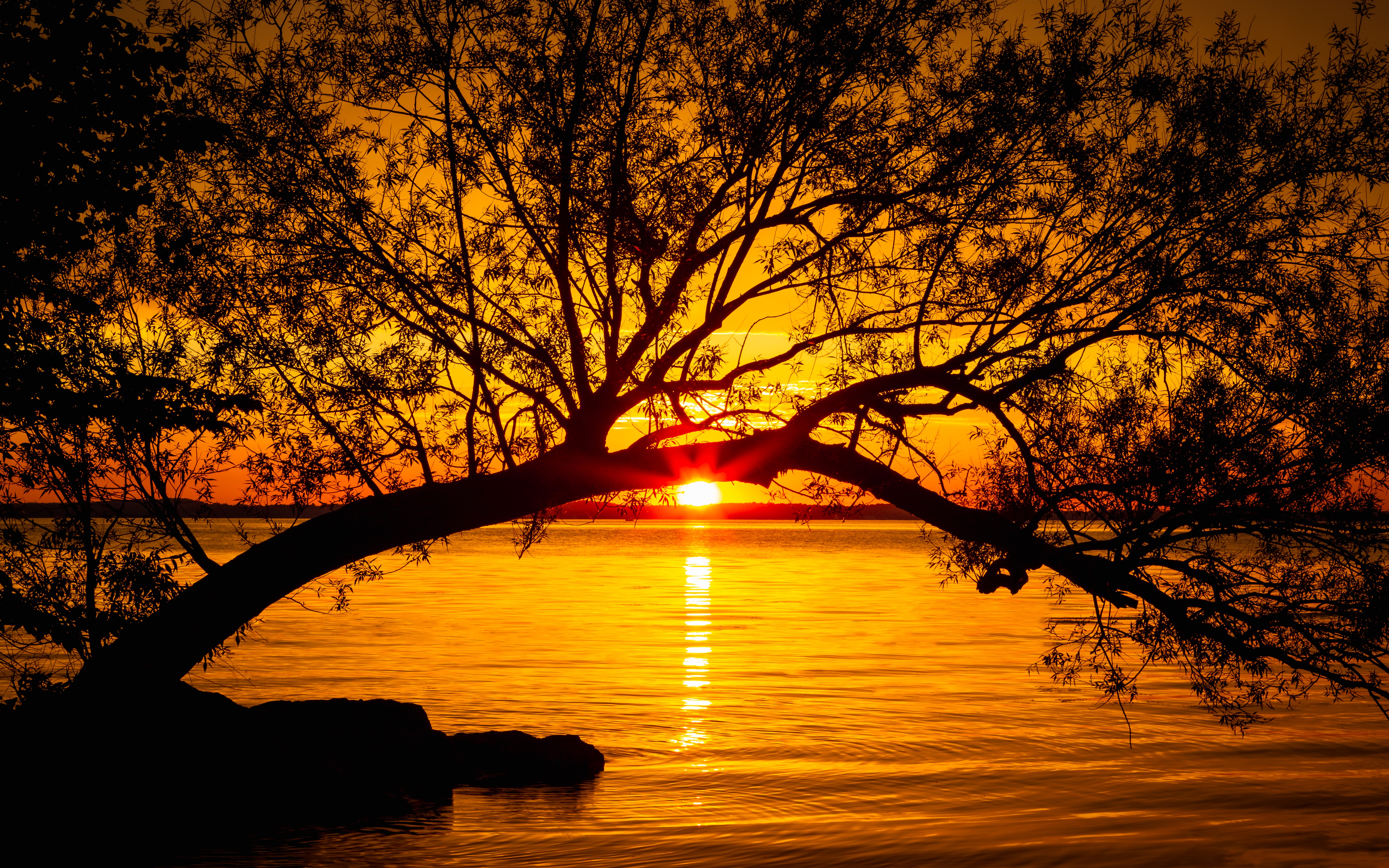sun, wood, sunset, nature, twilight, lake, tree, dusk, sunlight, sun rays iphone wallpaper