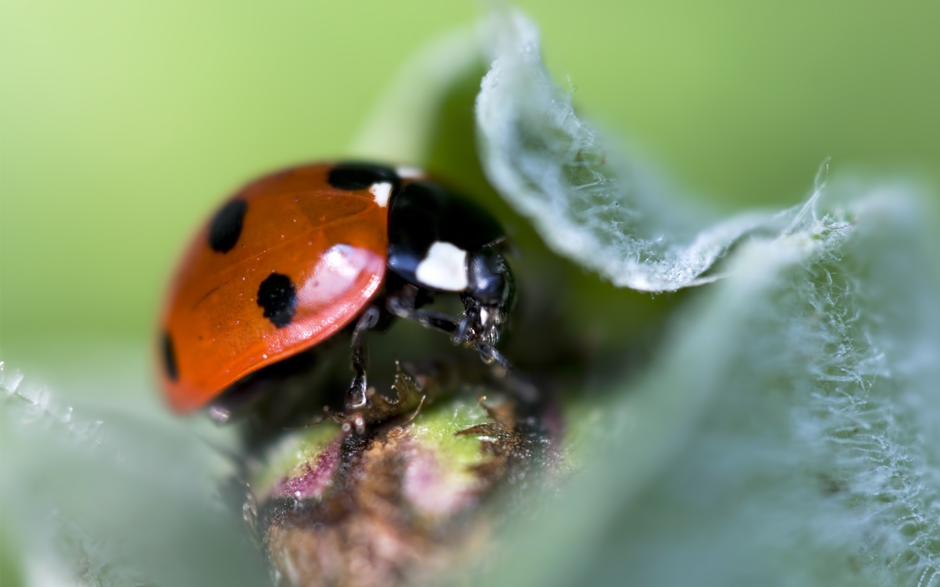 insects, ladybugs Full HD