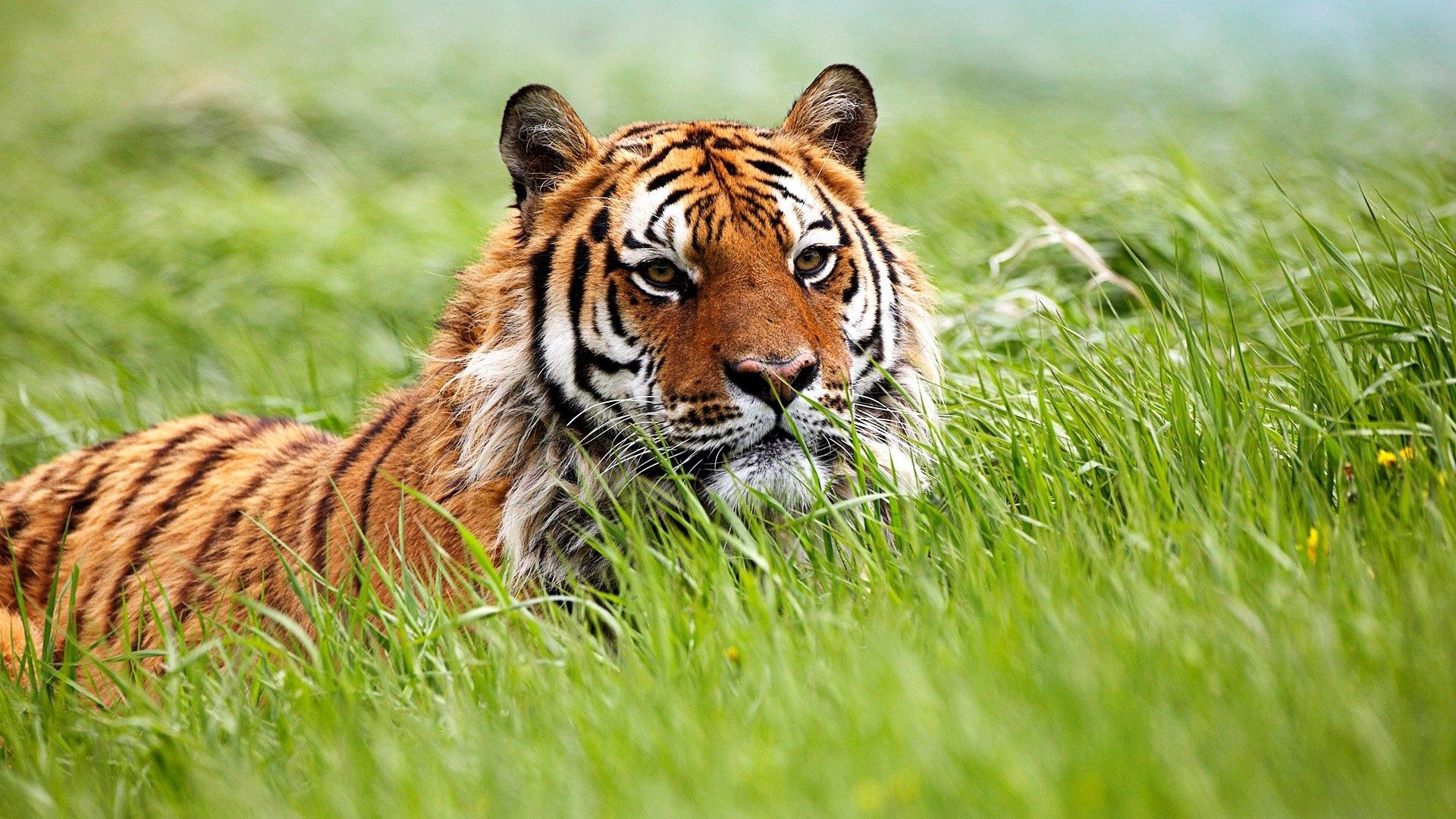 Download mobile wallpaper Grass, Muzzle, Hunt, Hunting, Animals, Tiger for free.