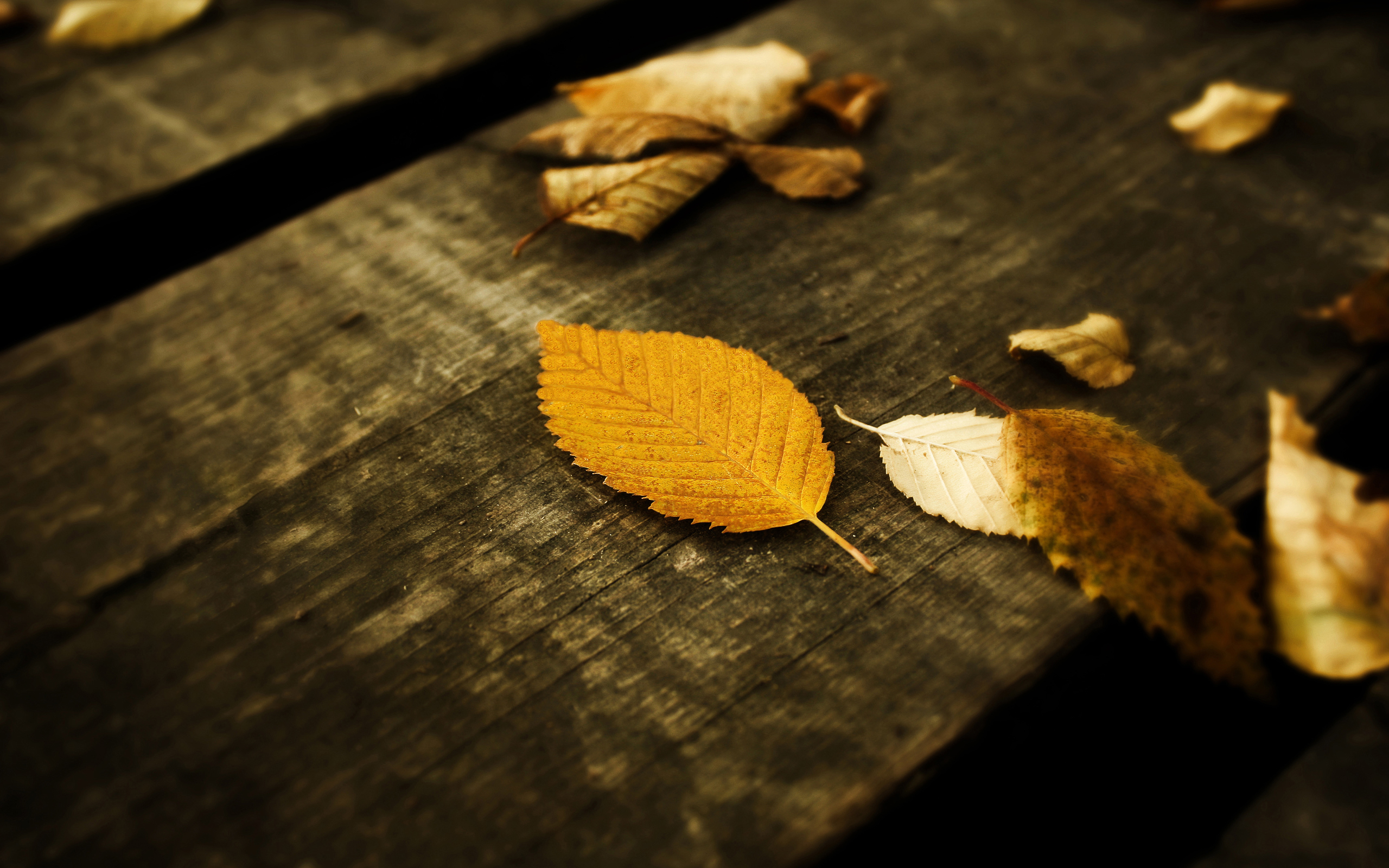 無料モバイル壁紙葉, 背景, 秋をダウンロードします。