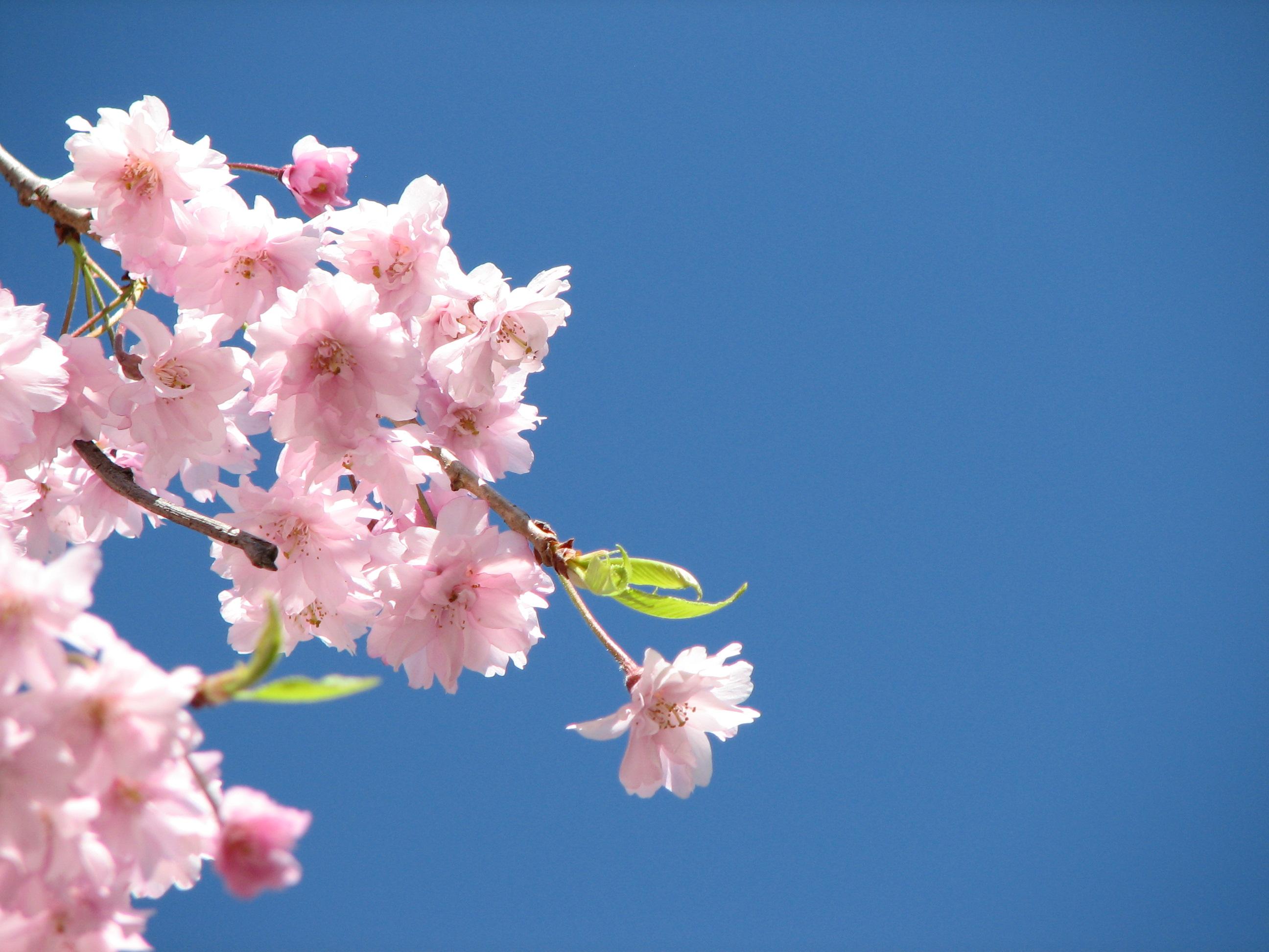 521306 descargar imagen flores, florecer, tierra/naturaleza, flor rosa: fondos de pantalla y protectores de pantalla gratis