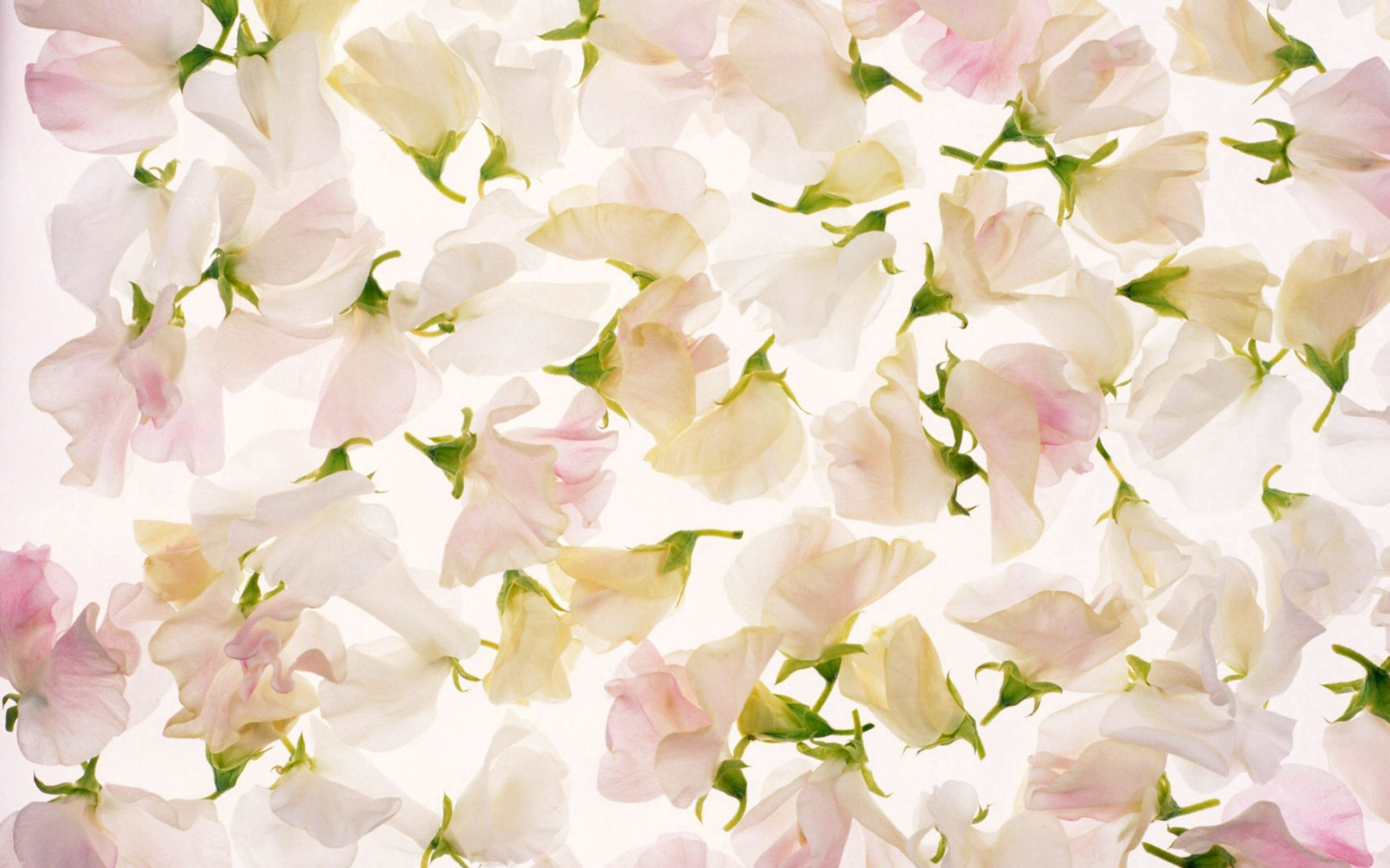 Download mobile wallpaper Buds, Petals, Light Coloured, Light, Flowers, Texture, Textures for free.