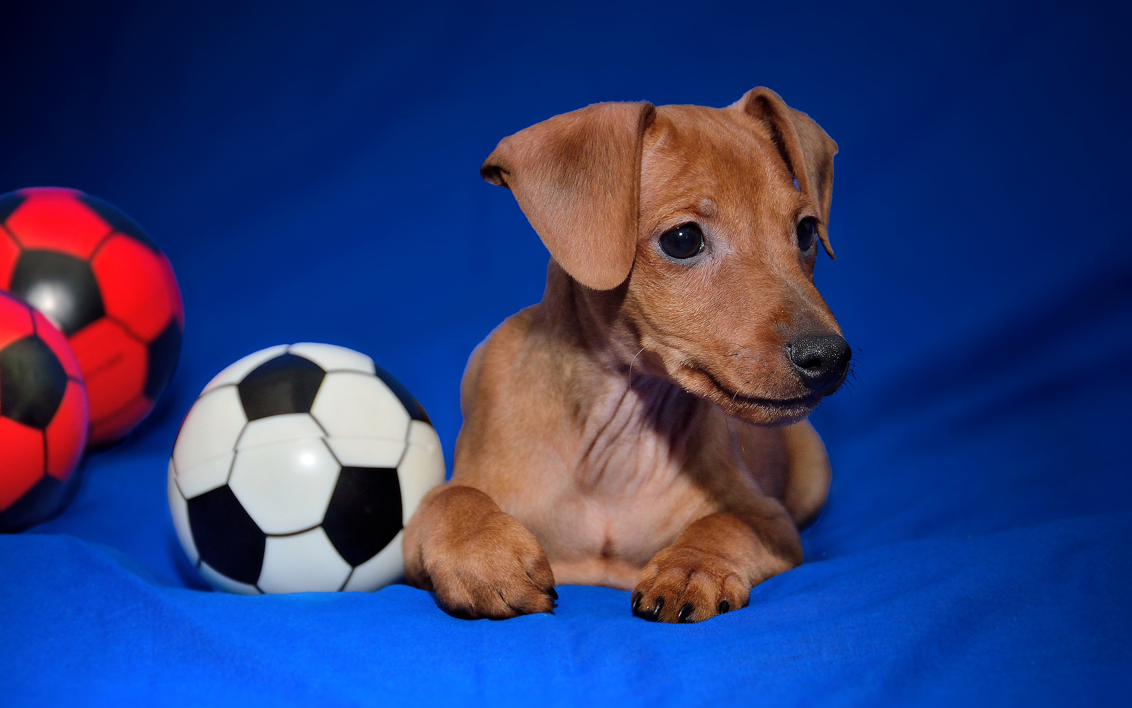 HD Miniature Pinscher Android Images