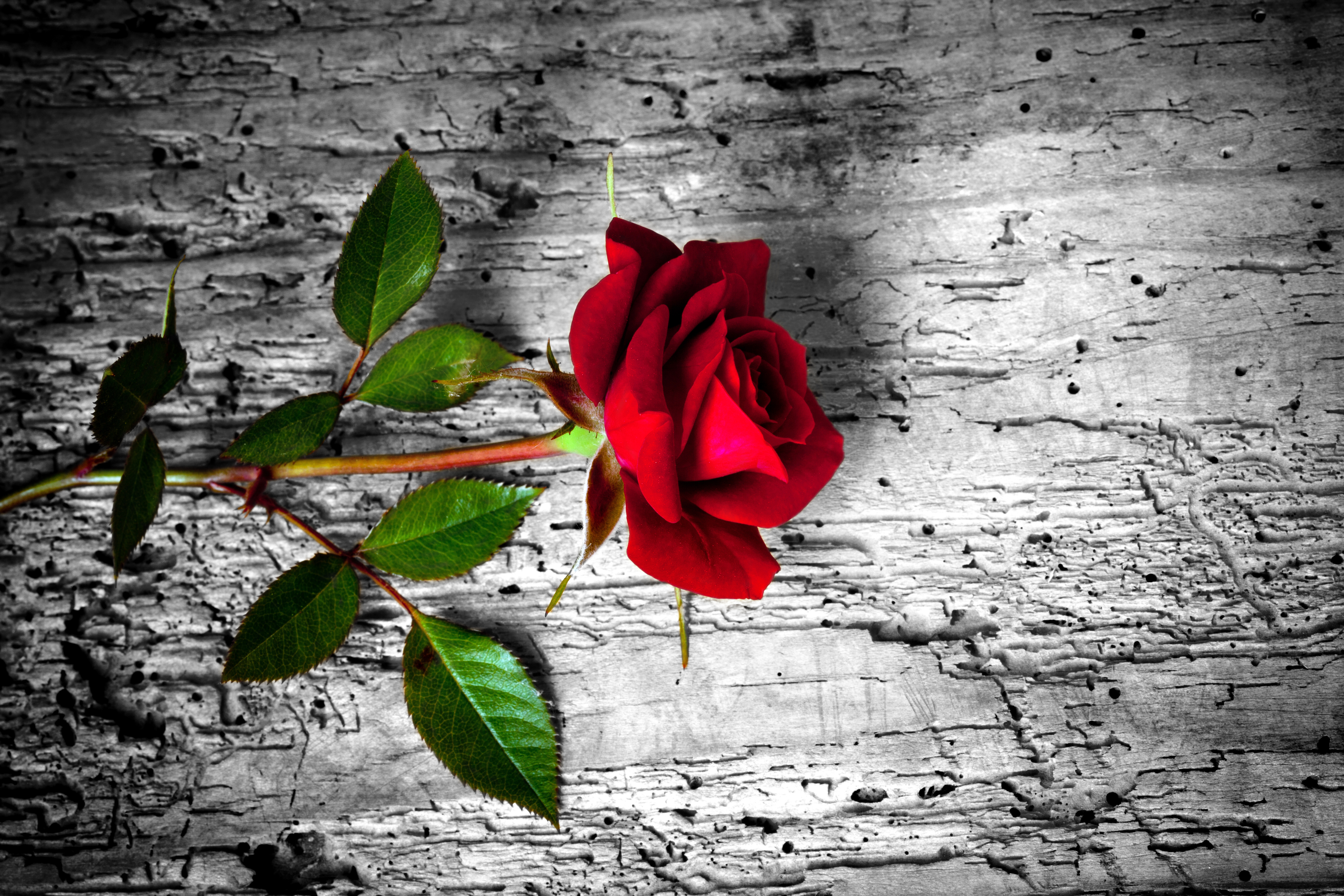 Жизнь в красном цвете. Красные розы. Фон цветы. Цветы на темном фоне.