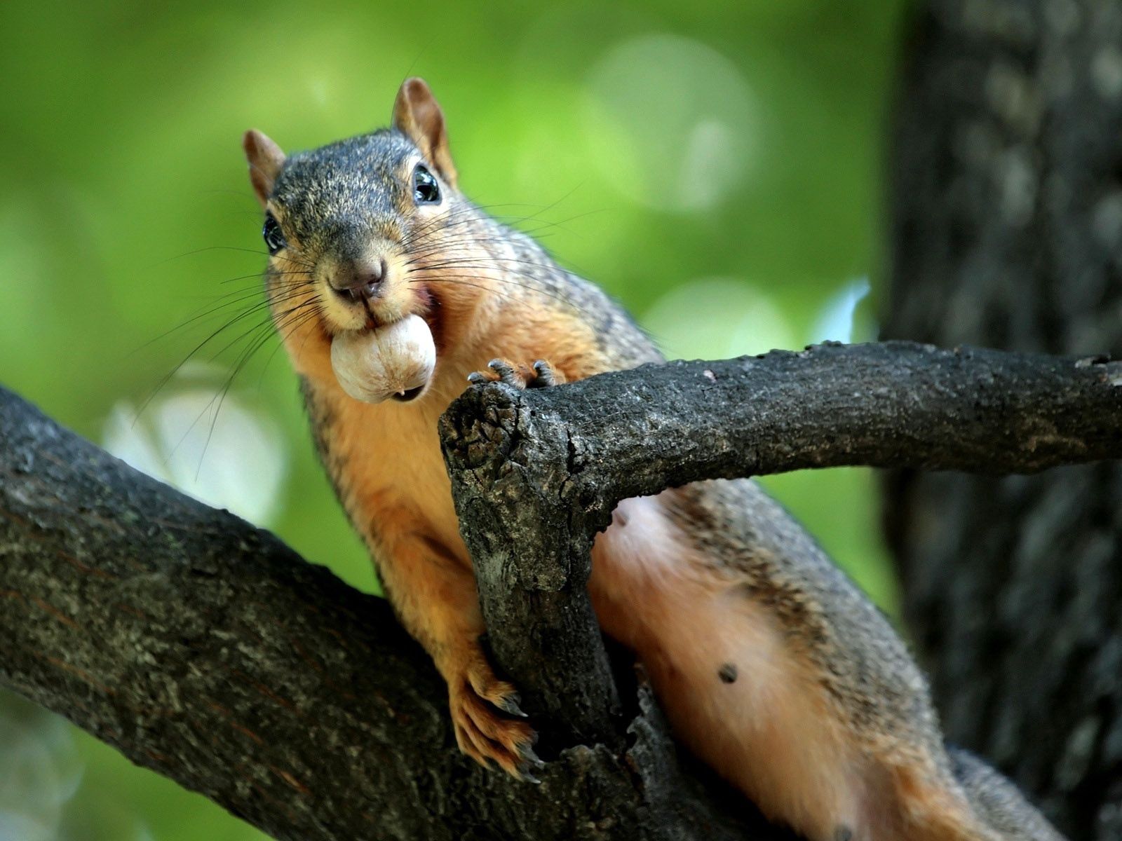 Download mobile wallpaper To Mine, Obtain, Nut, Climb, Branches, Animals, Squirrel for free.