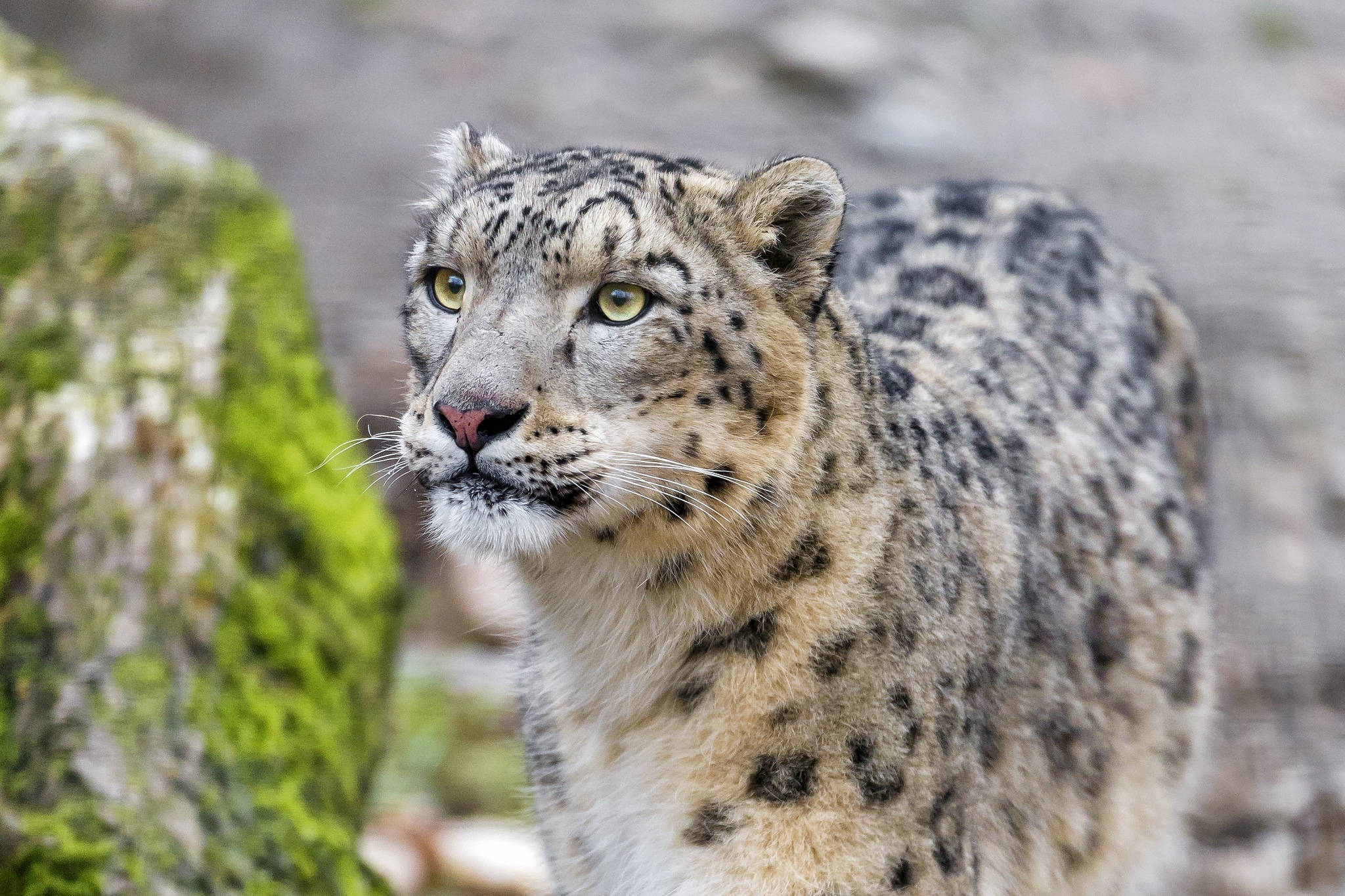 120853 Bild herunterladen tiere, schneeleopard, leopard, schnauze, raubtier, predator, wilde katze, wildkatze, irbis - Hintergrundbilder und Bildschirmschoner kostenlos