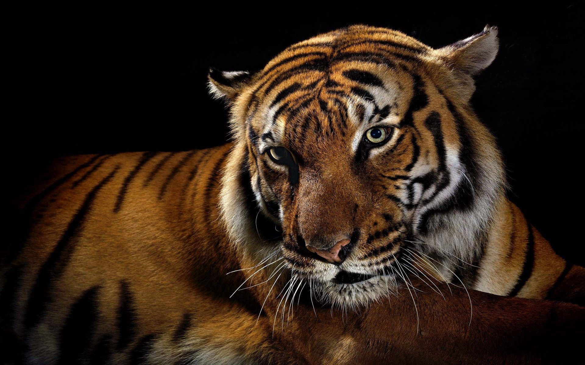 52575 скачать картинку тень, большая кошка, тигр, животные, полосатый - обои и заставки бесплатно