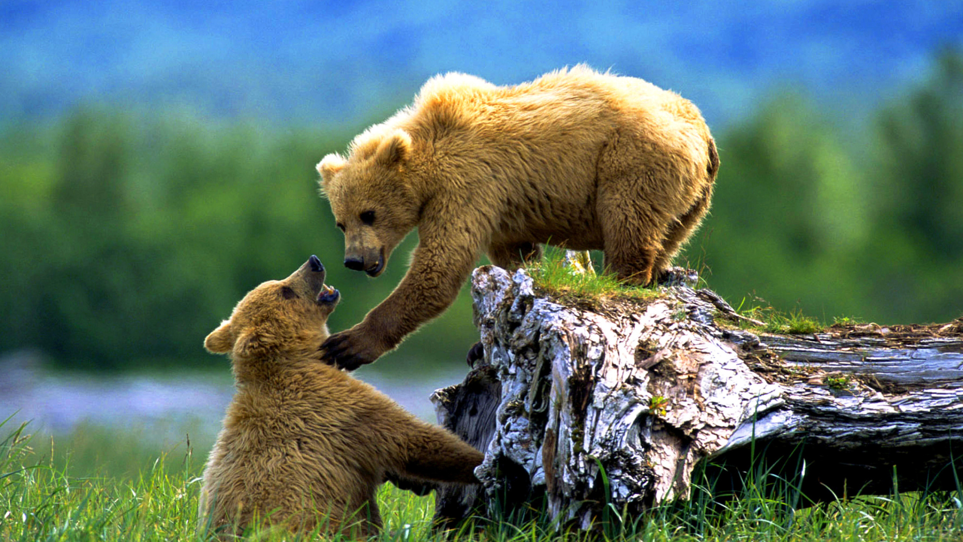 Медведь обои на айфон