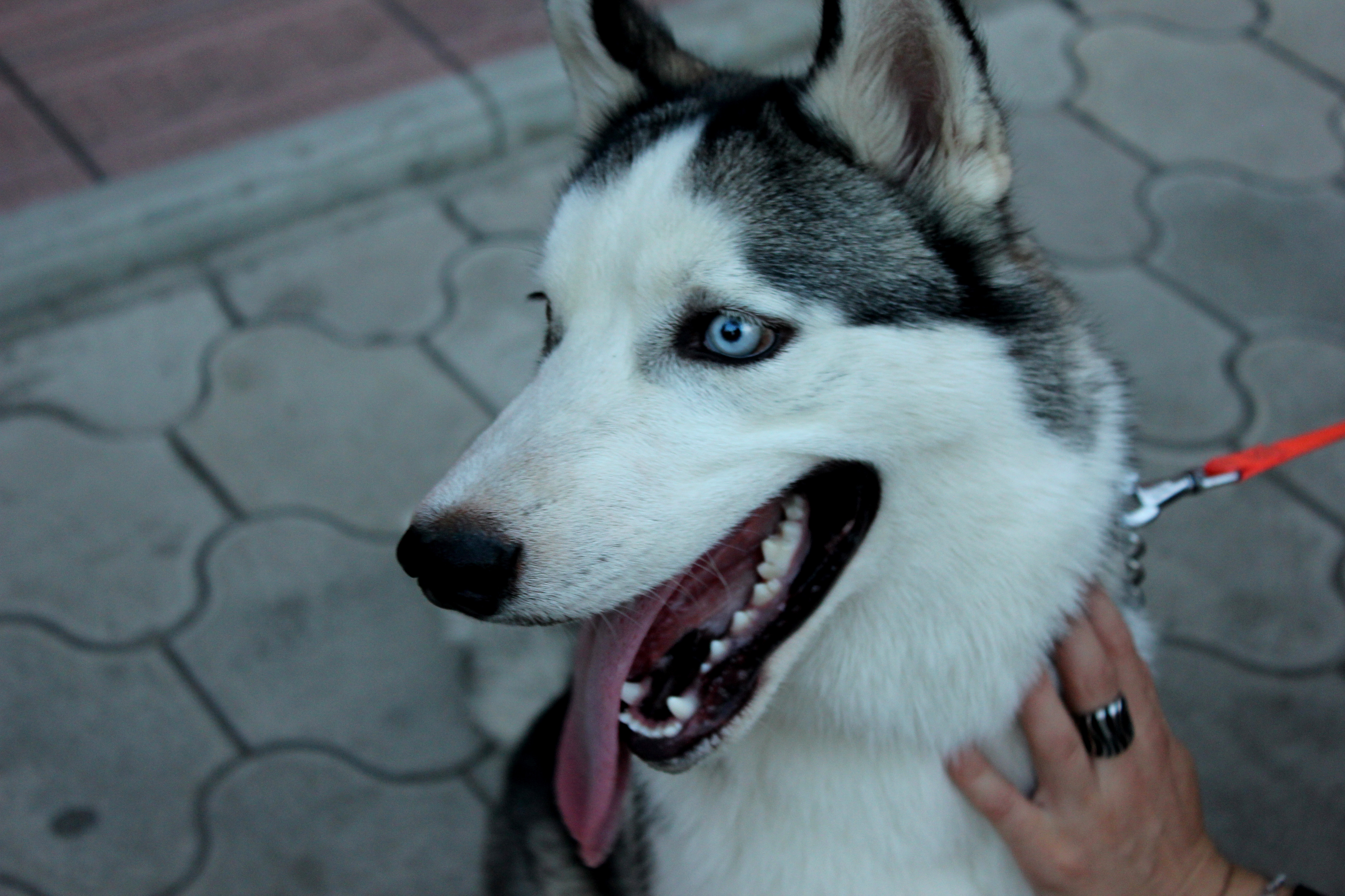 Download mobile wallpaper Opinion, Collar, Sight, Haska, Dog, Muzzle, Animals, Husky for free.