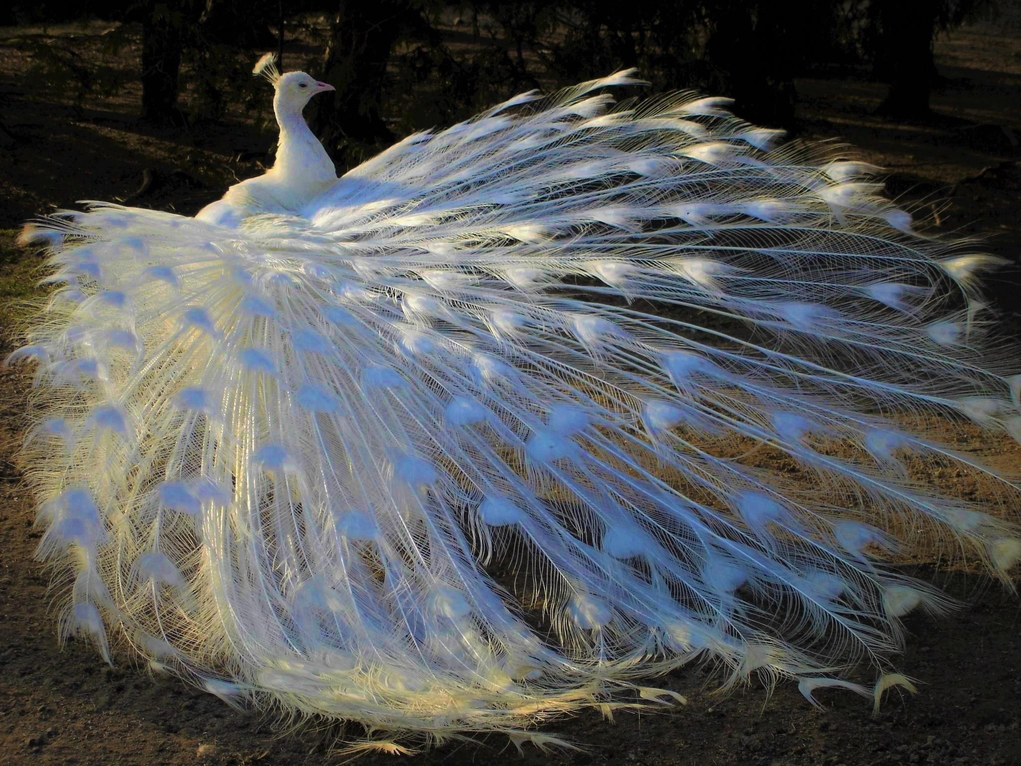 416190 Bild herunterladen tiere, pfau, albino, vogel, weiß, vögel - Hintergrundbilder und Bildschirmschoner kostenlos