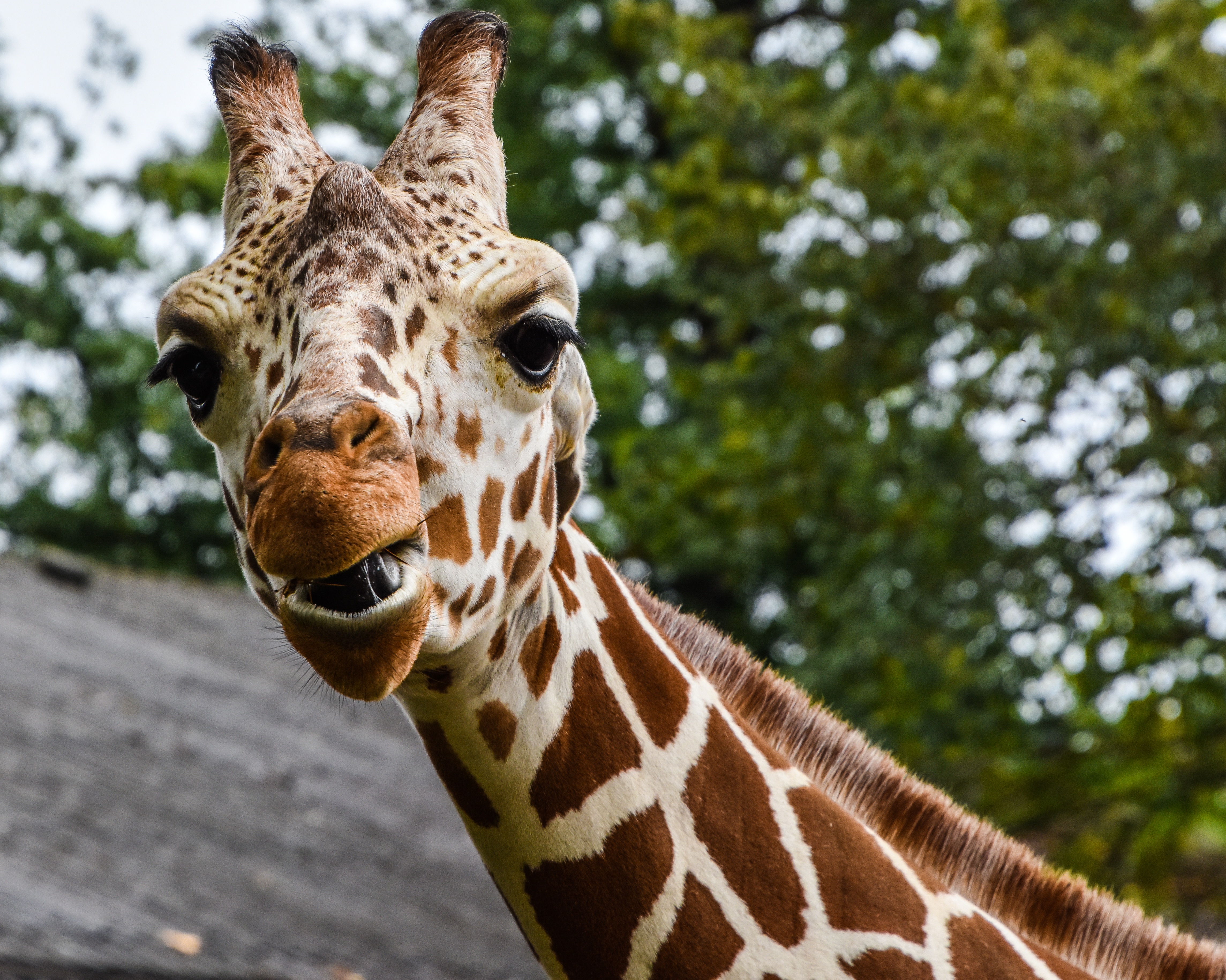 Download mobile wallpaper Spotty, Spotted, Muzzle, Animals, Giraffe for free.