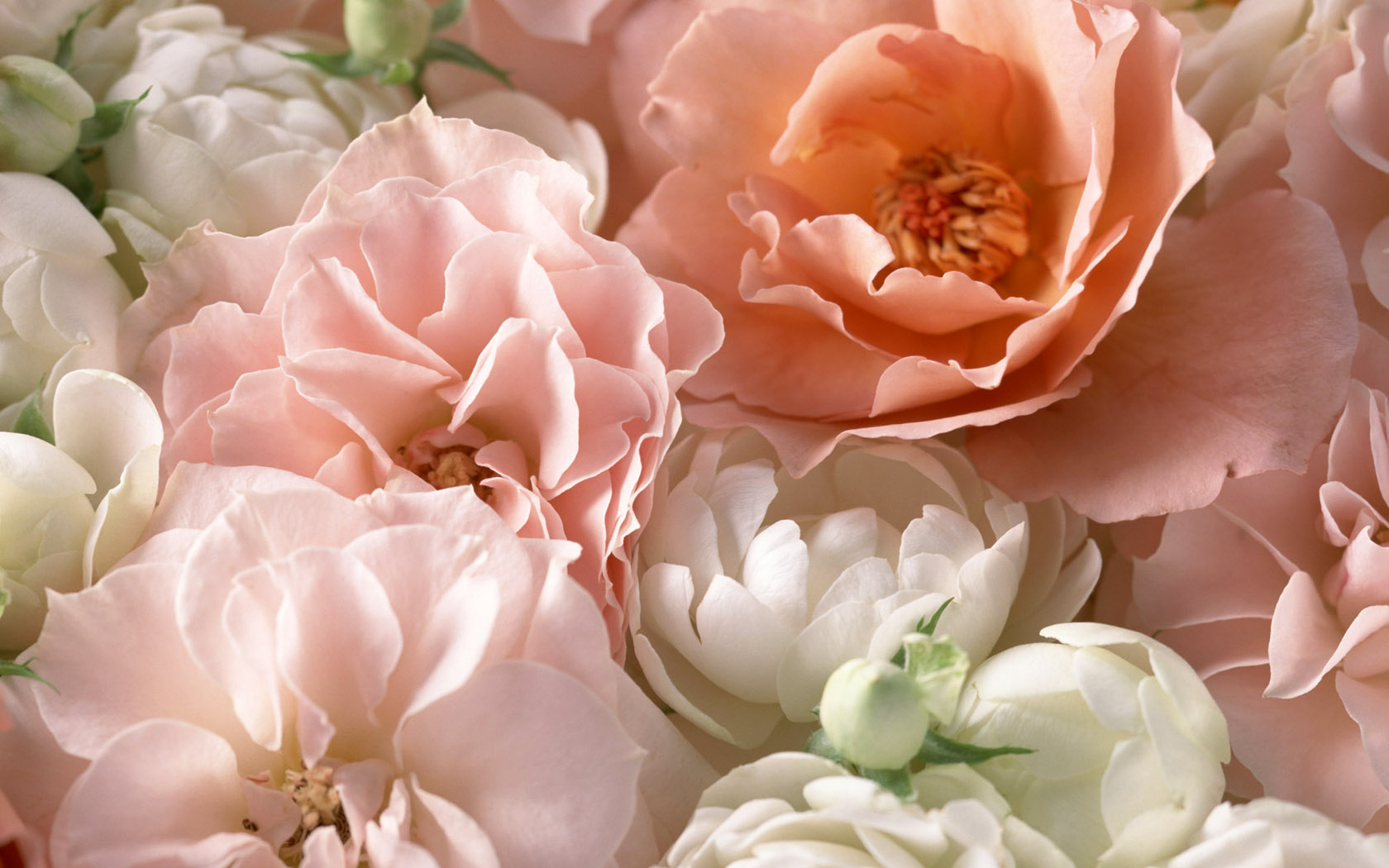 378481 免費下載壁紙 自然, 牡丹, 花, 粉红色的花, 白色, 花卉 屏保和圖片