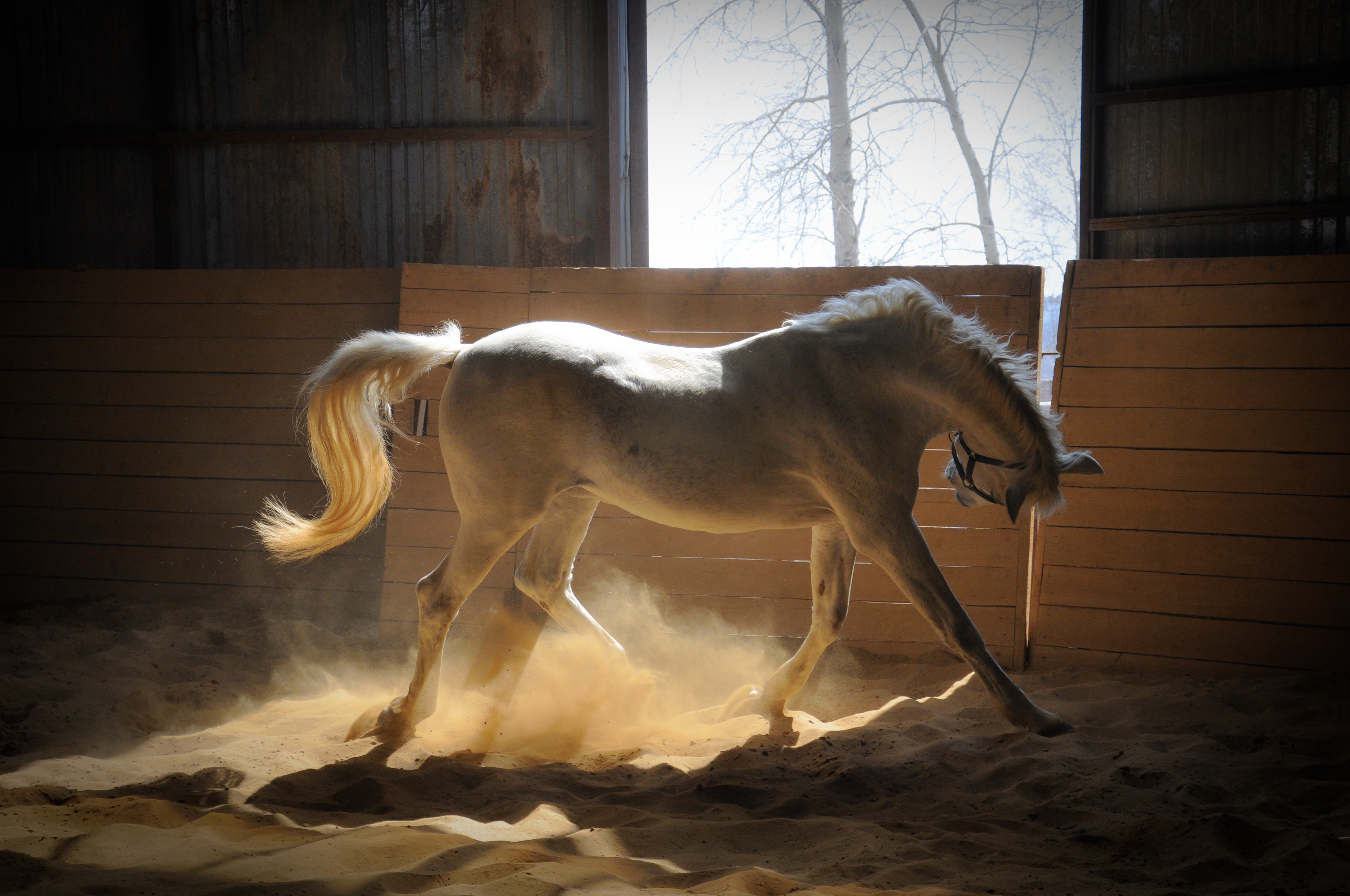 81815 скачать обои животные, пыль, окрас, лошадь, конюшня - заставки и картинки бесплатно