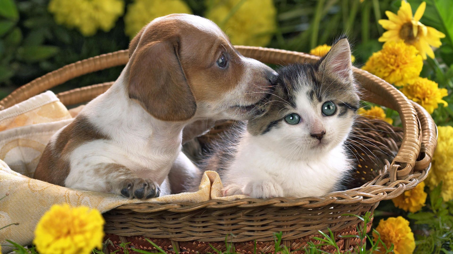 Download mobile wallpaper Basket, Kitty, Puppy, Animals, Kitten, Flowers, Friendship for free.