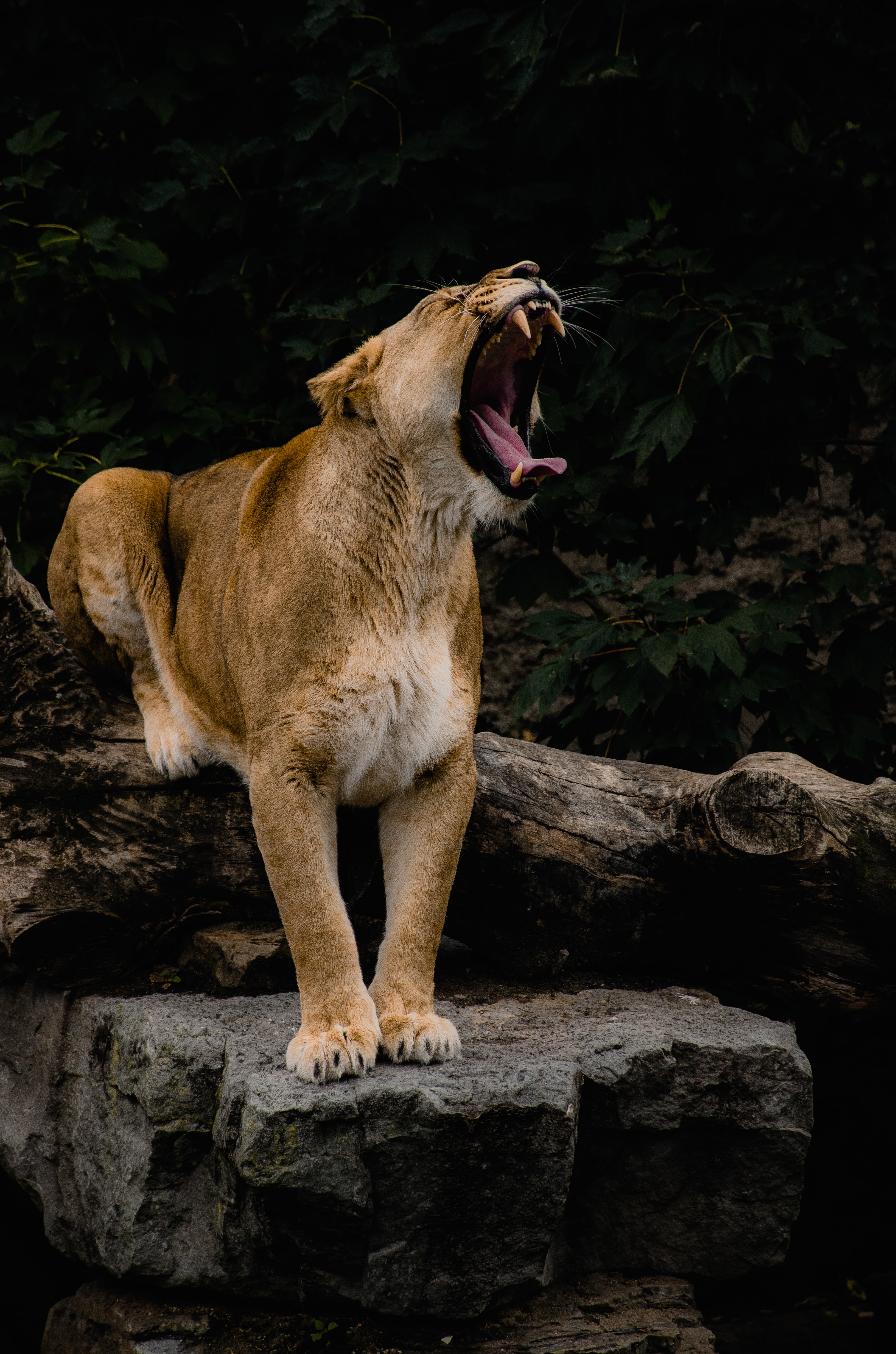 Download mobile wallpaper Animals, Fangs, Predator, Big Cat, Grin, Lioness for free.