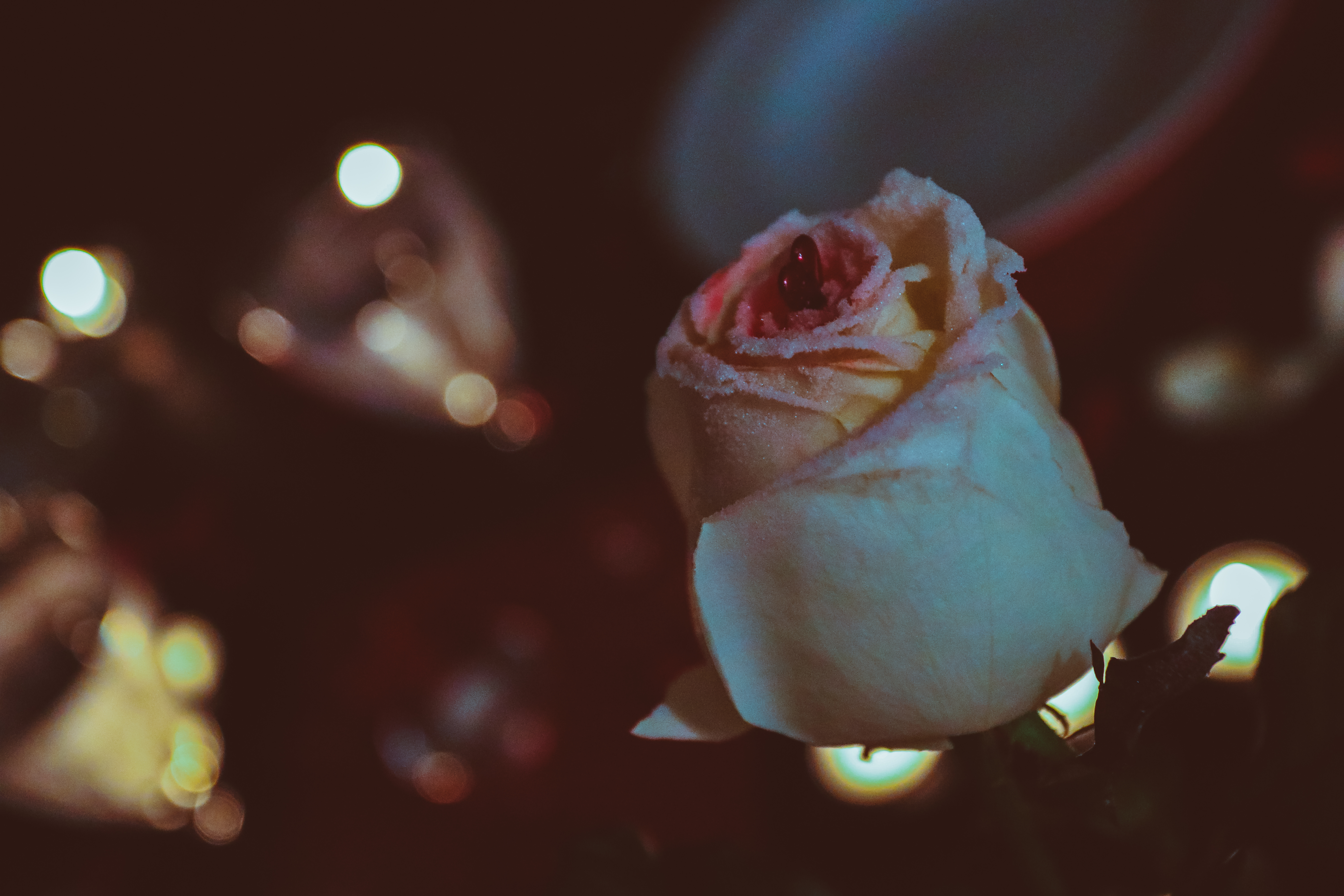 flowers, rose flower, rose, petals, bud, tinsel, sequins images