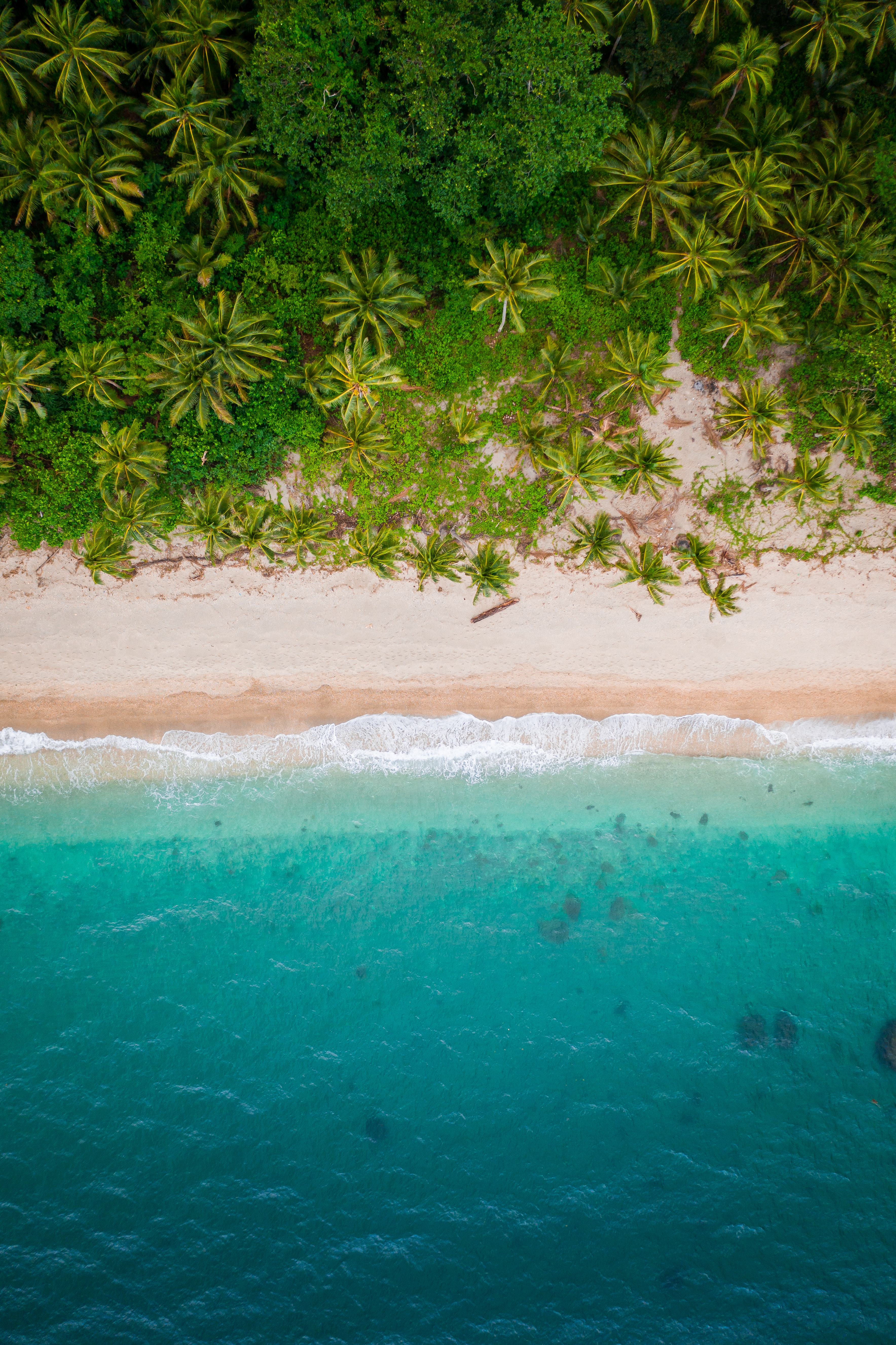 view from above, bank, beach, nature, palms, sand, shore 2160p