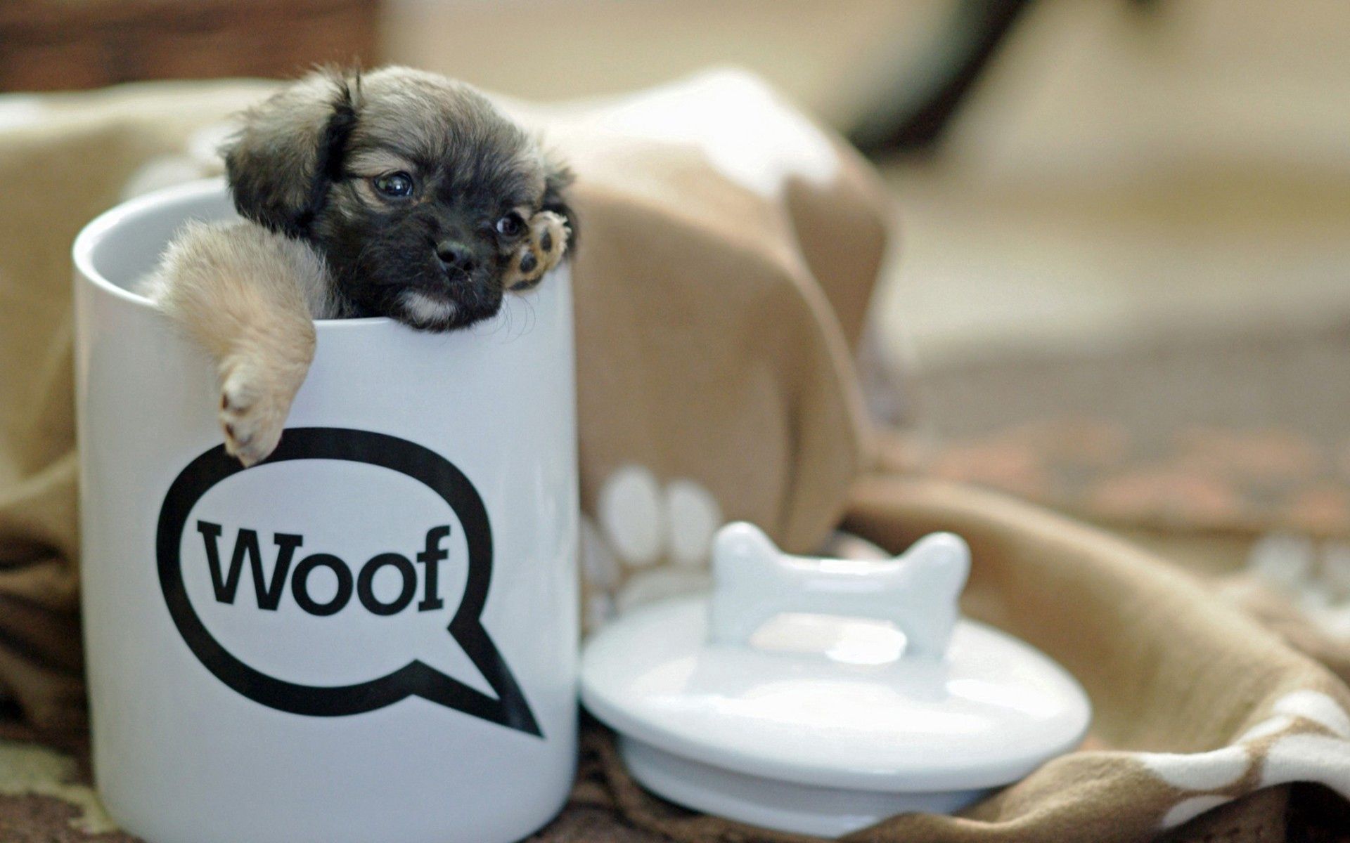 Free download wallpaper Puppy, Small, Animals, Cup, Playful on your PC desktop