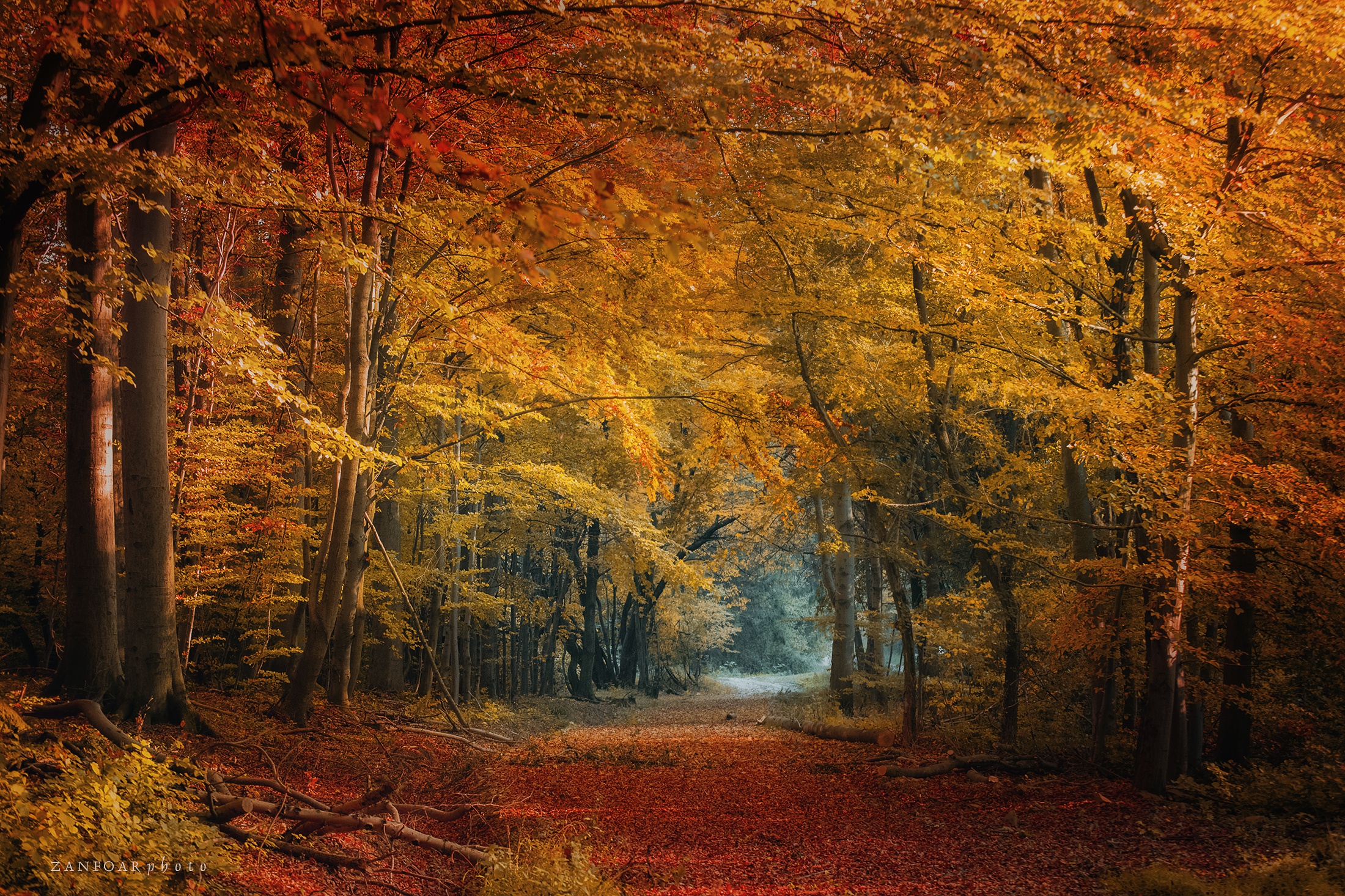 Осенний дремучий лес