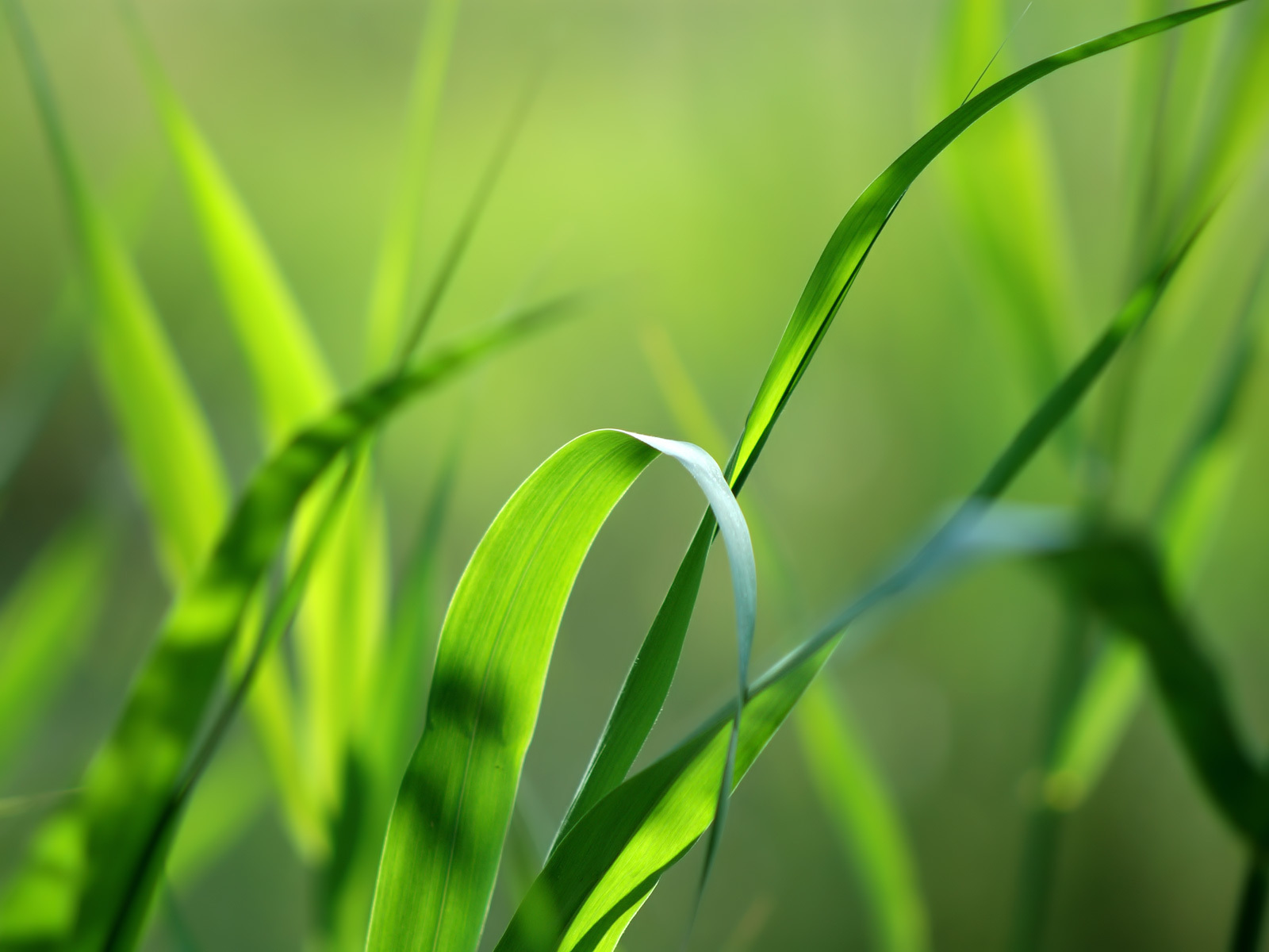 grass, plants, background, green 32K