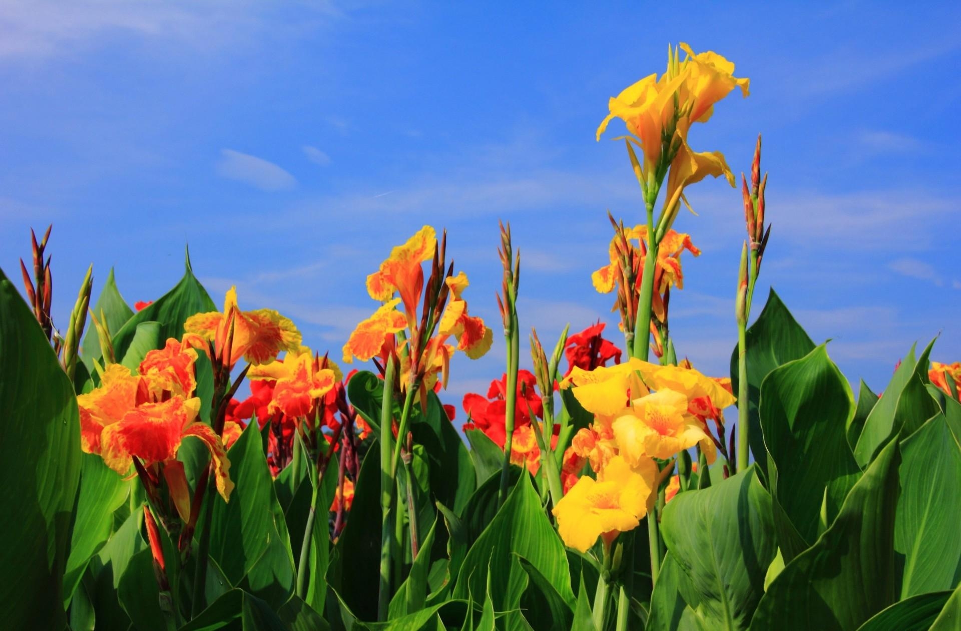 Laden Sie das Grüne, Grünen, Blumen, Sky, Gladiole, Knospen-Bild kostenlos auf Ihren PC-Desktop herunter