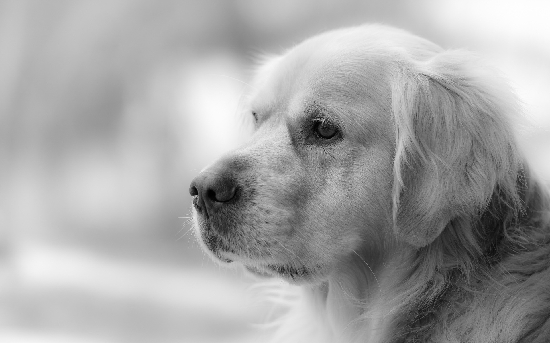 dog, golden retriever, retriever, dogs, animal, black & white