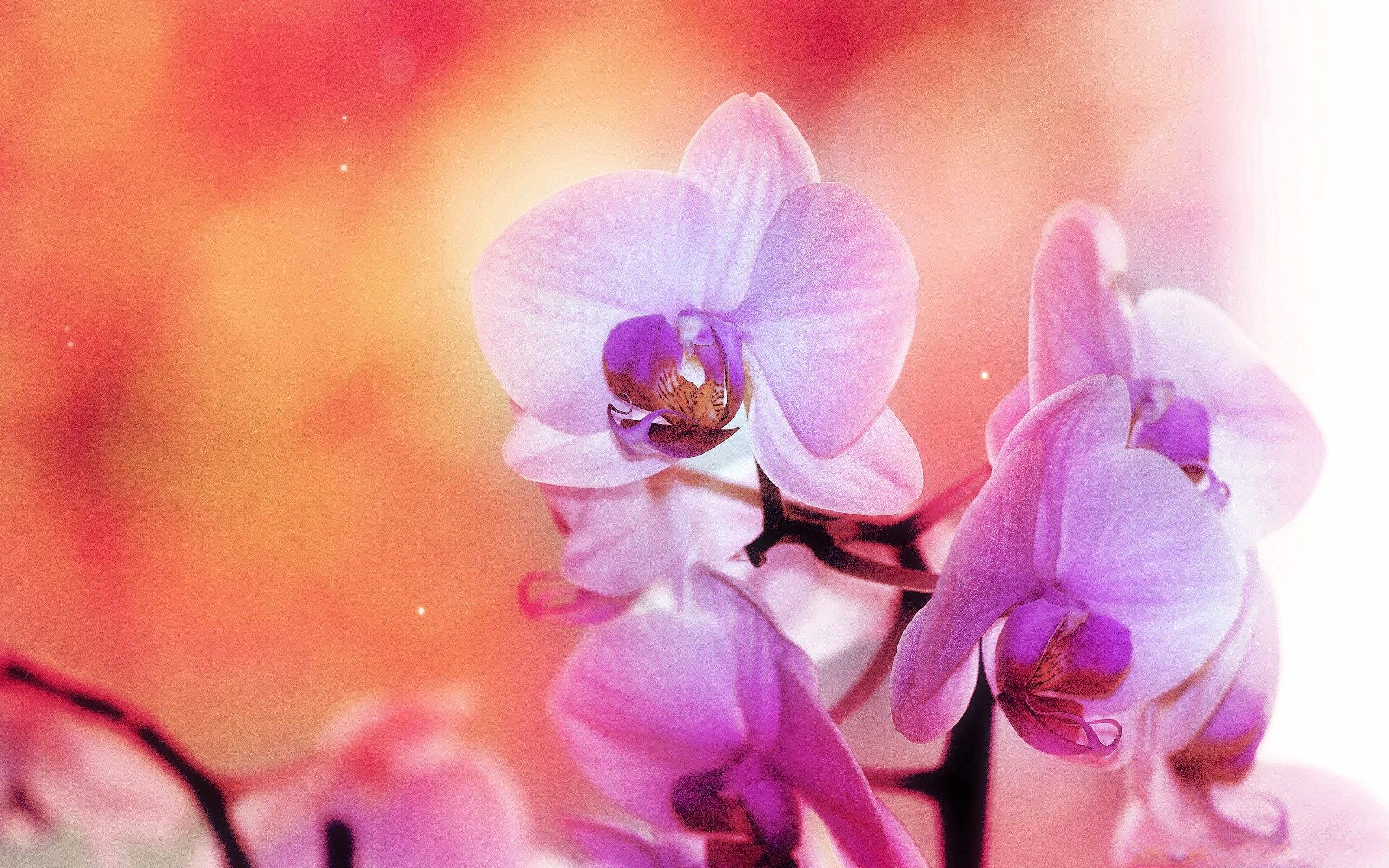 Handy-Wallpaper Blütenblätter, Orchid, Makro, Farben, Orchidee, Blume kostenlos herunterladen.