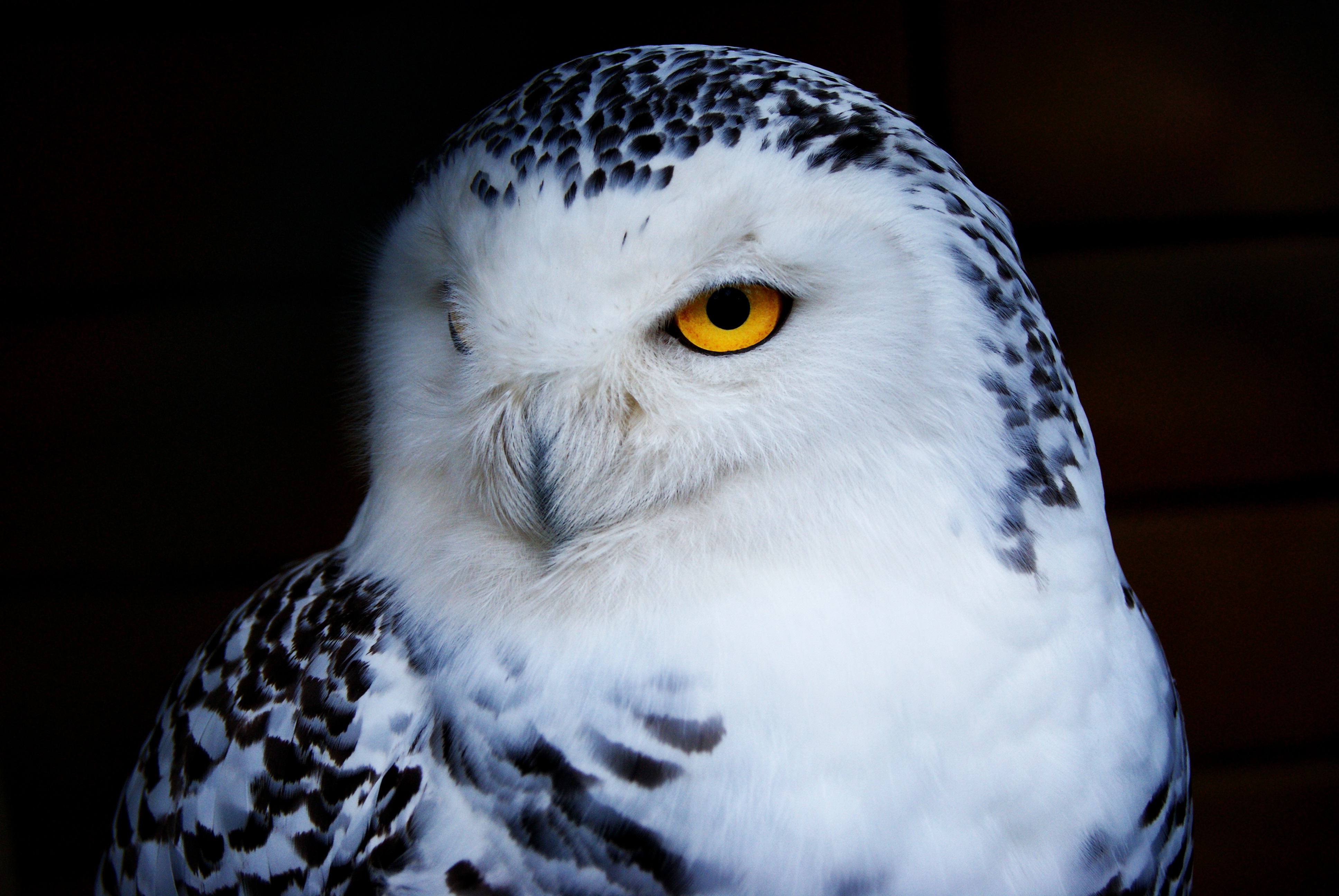 Polar Owl Cell Phone Wallpapers