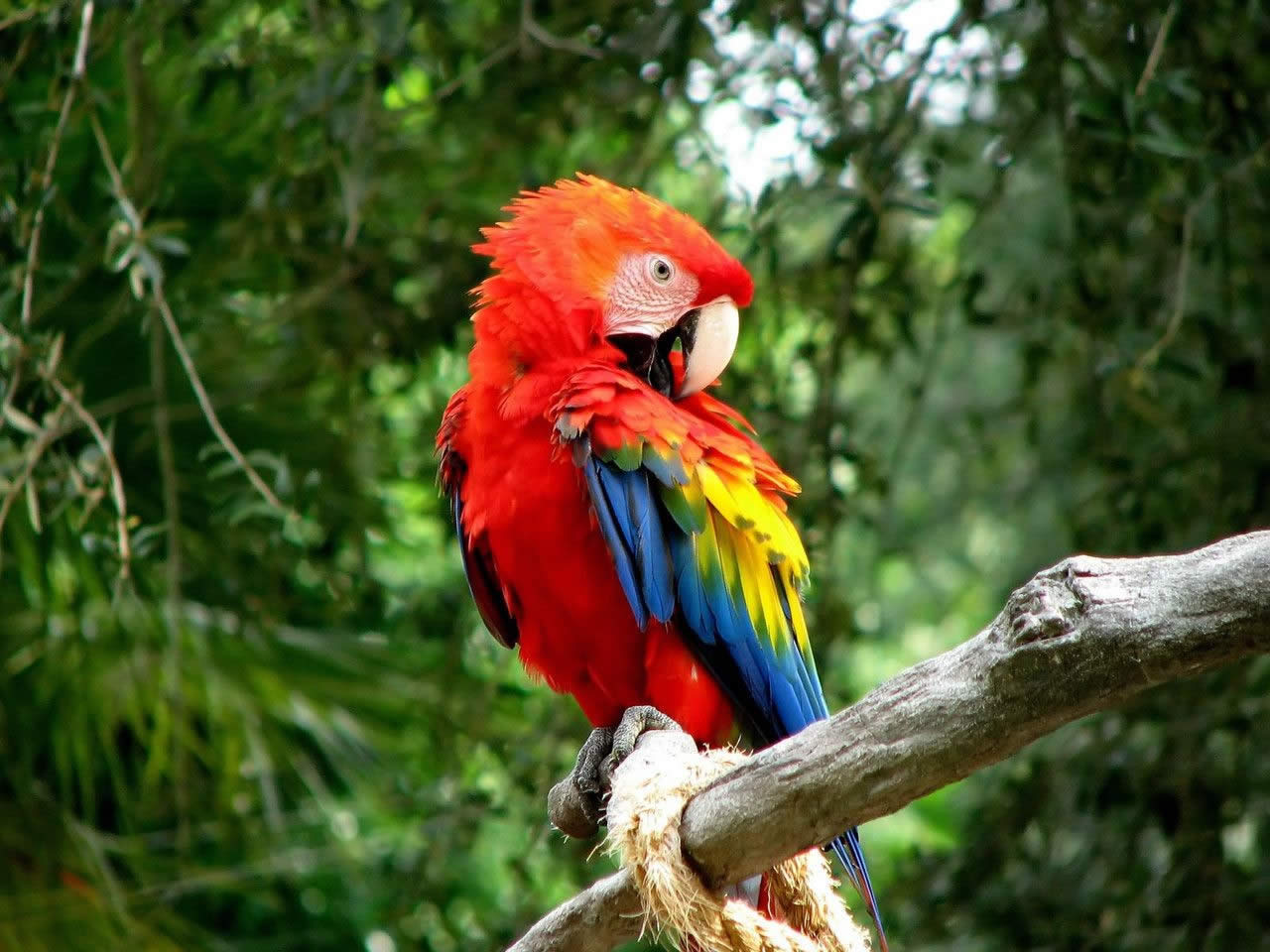 scarlet macaw, animal, bird phone wallpaper
