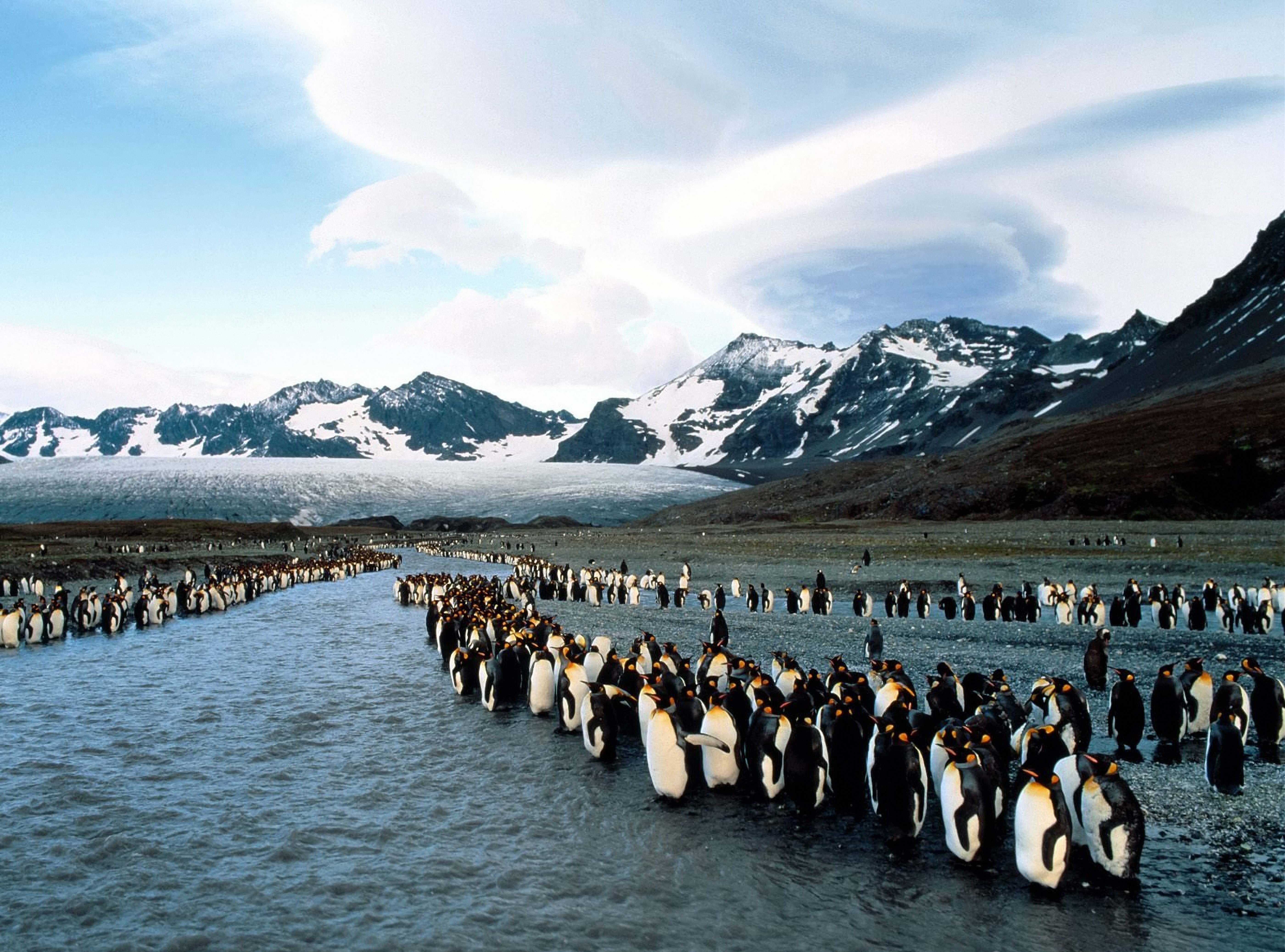 123366 baixar papel de parede pinguins, animais, montanhas, rebanho, norte, colônia - protetores de tela e imagens gratuitamente
