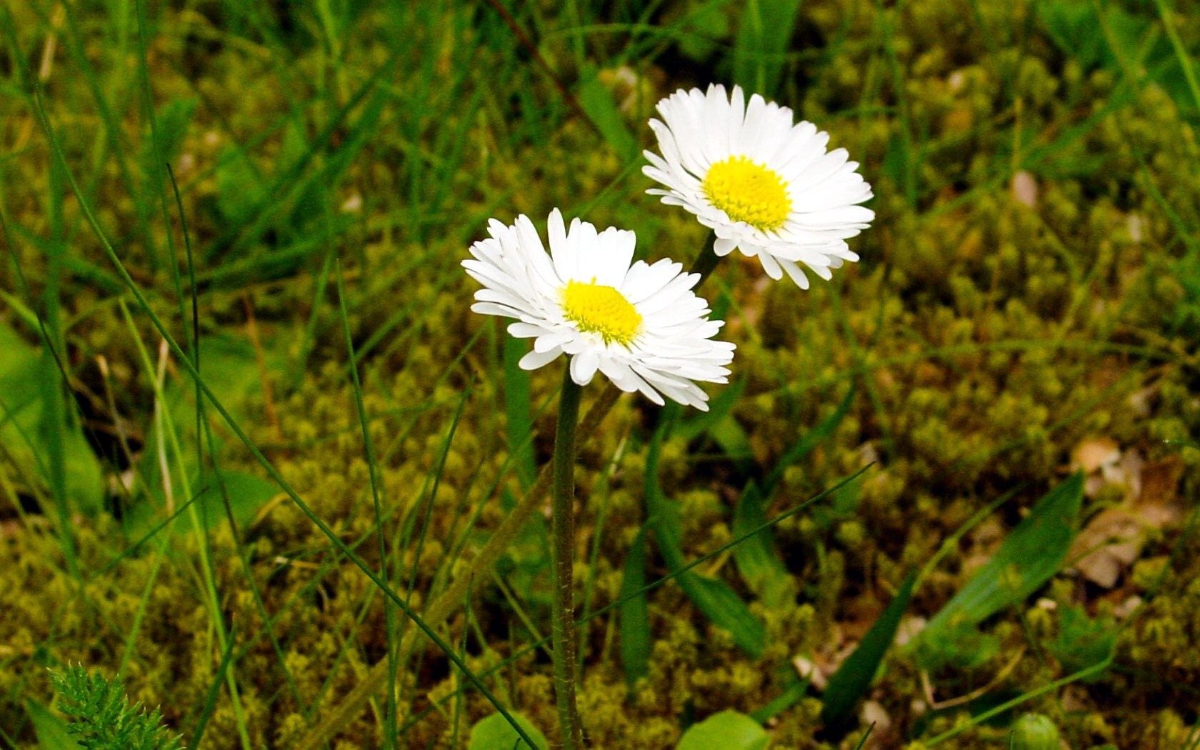 Download mobile wallpaper Grass, Flowers, Close Up, Camomile, Summer for free.