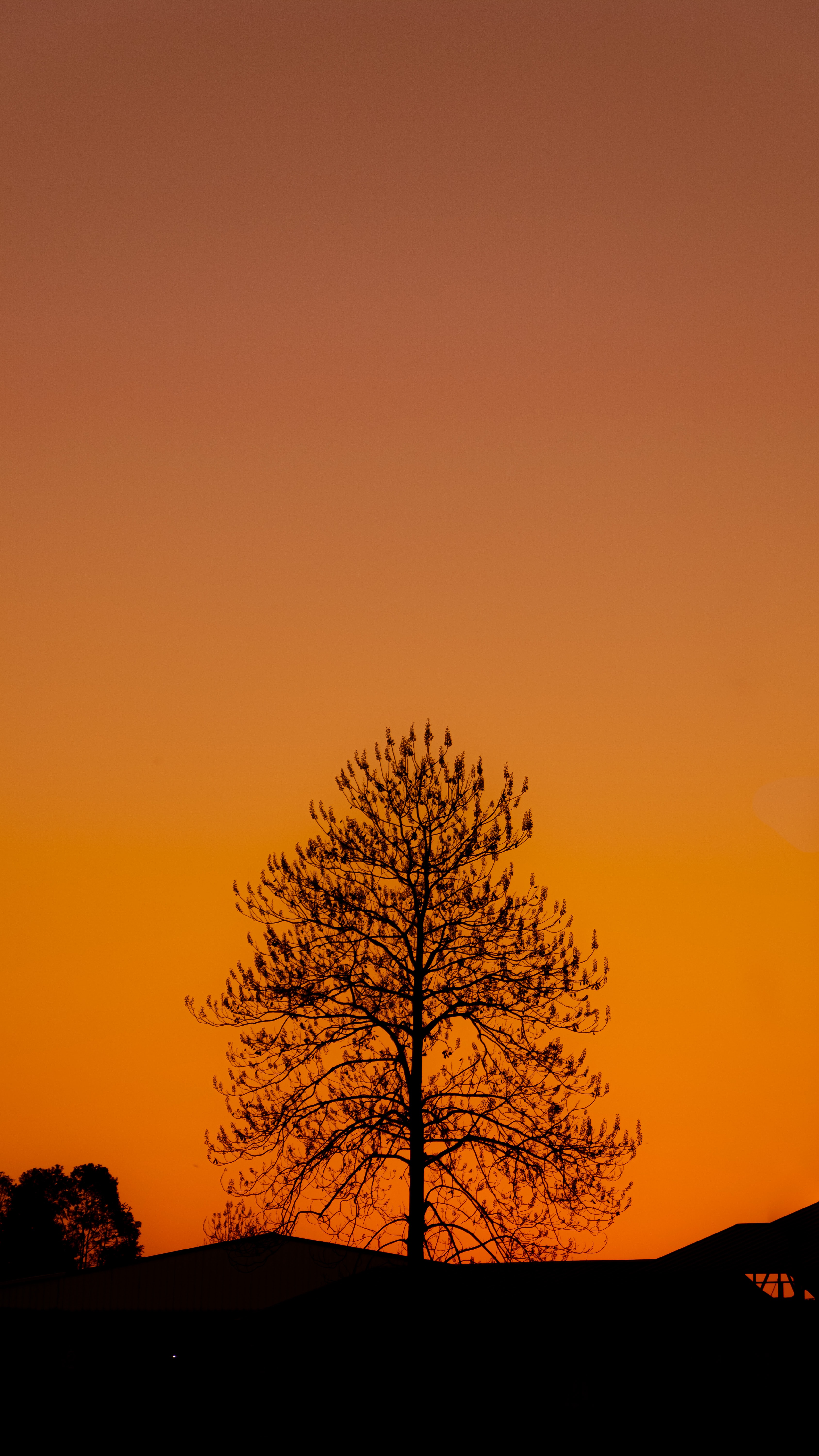 Download mobile wallpaper Wood, Tree, Nature, Sunset, Silhouette, Dark for free.