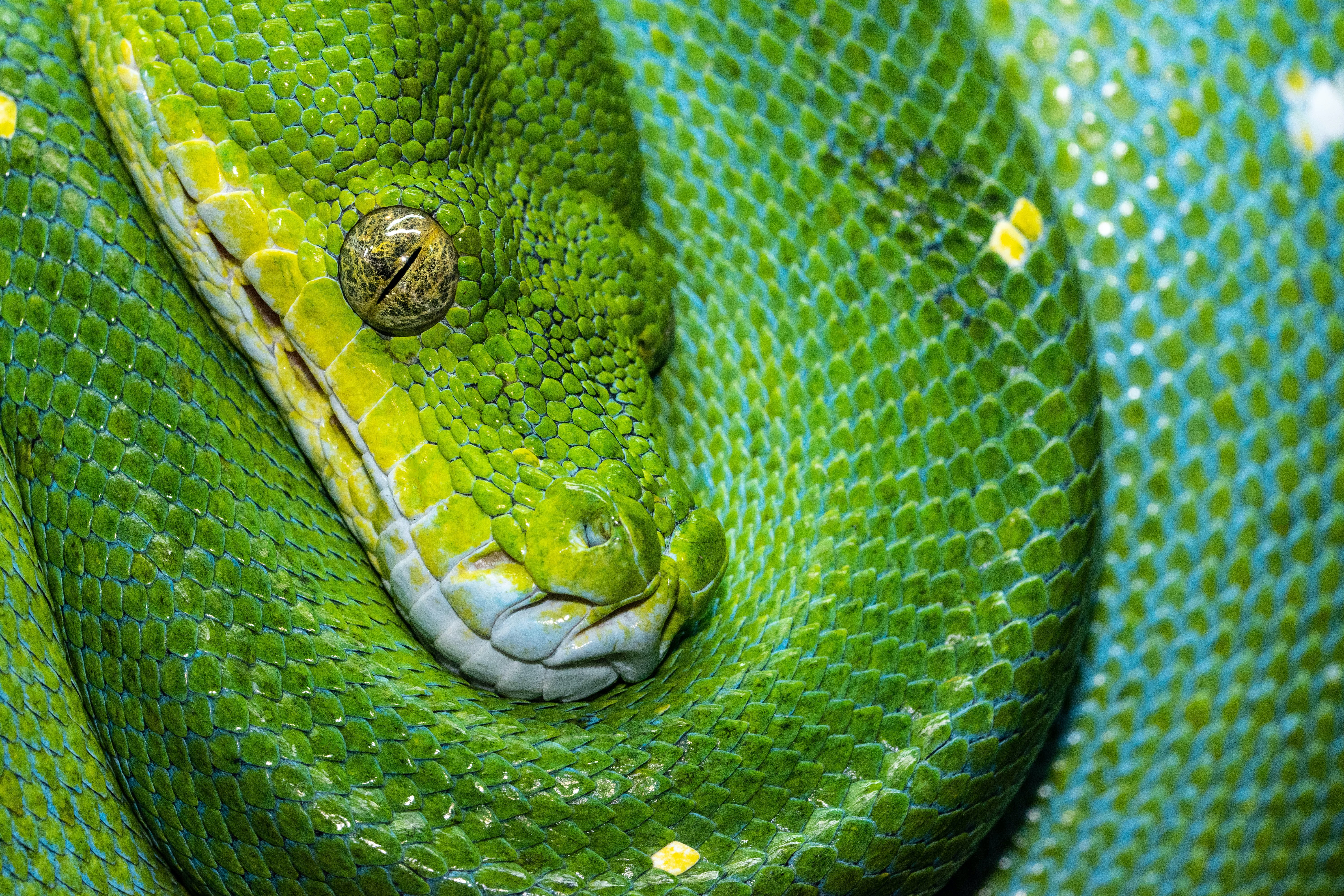 Download mobile wallpaper Animals, Reptile, Scales, Scale, Snake for free.