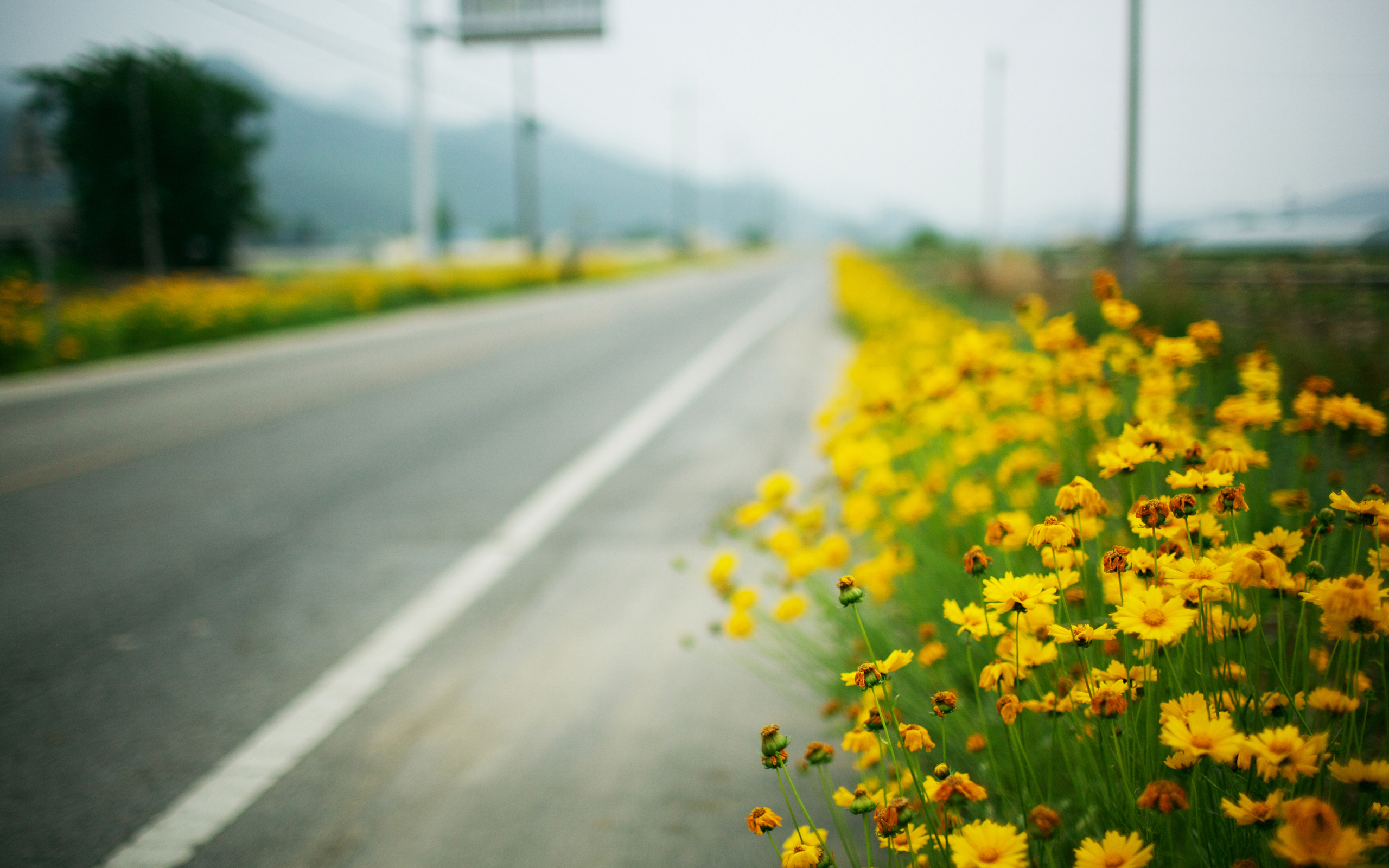 Желтые цветы вдоль дорог