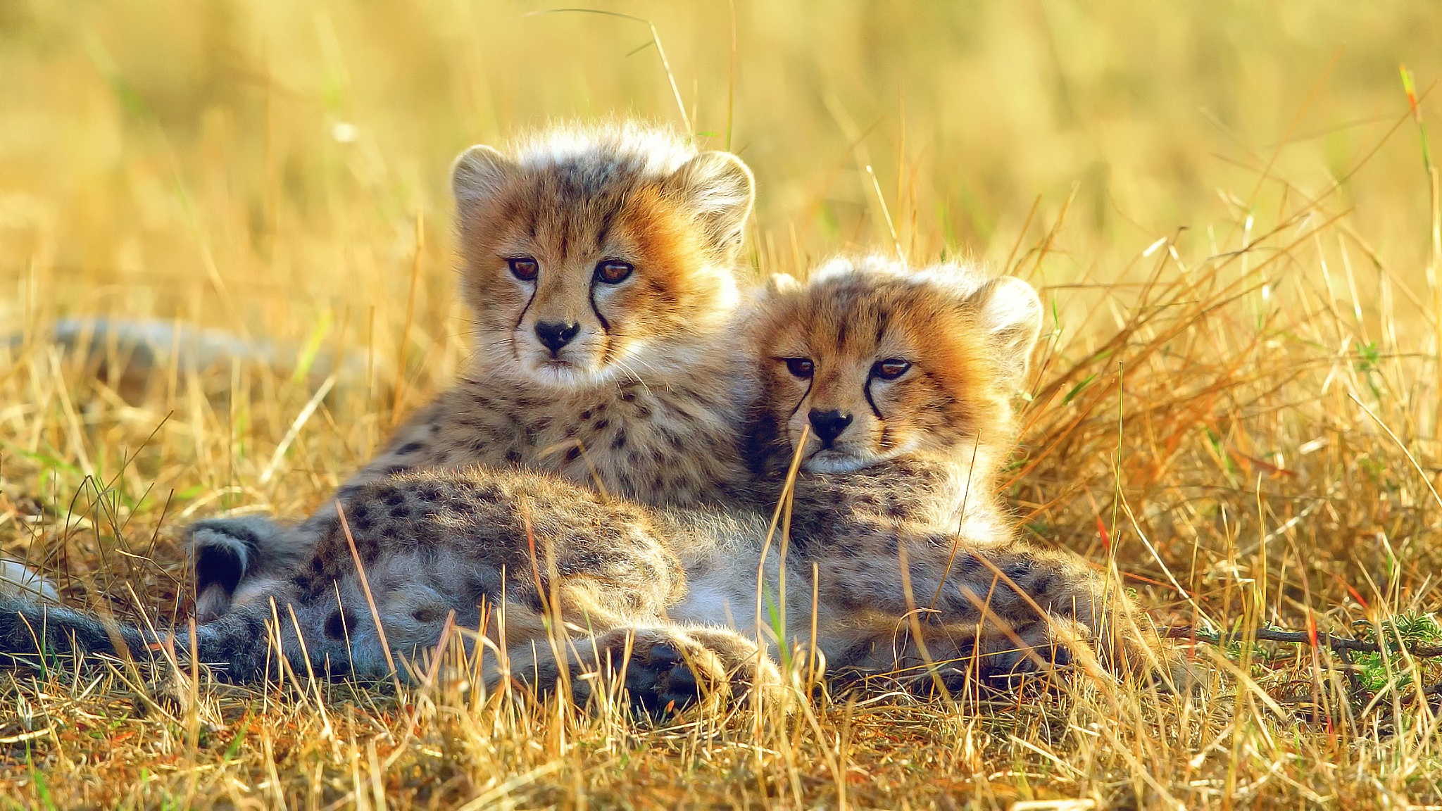 cub, cheetah, animal, baby animal, grass, cats Aesthetic wallpaper