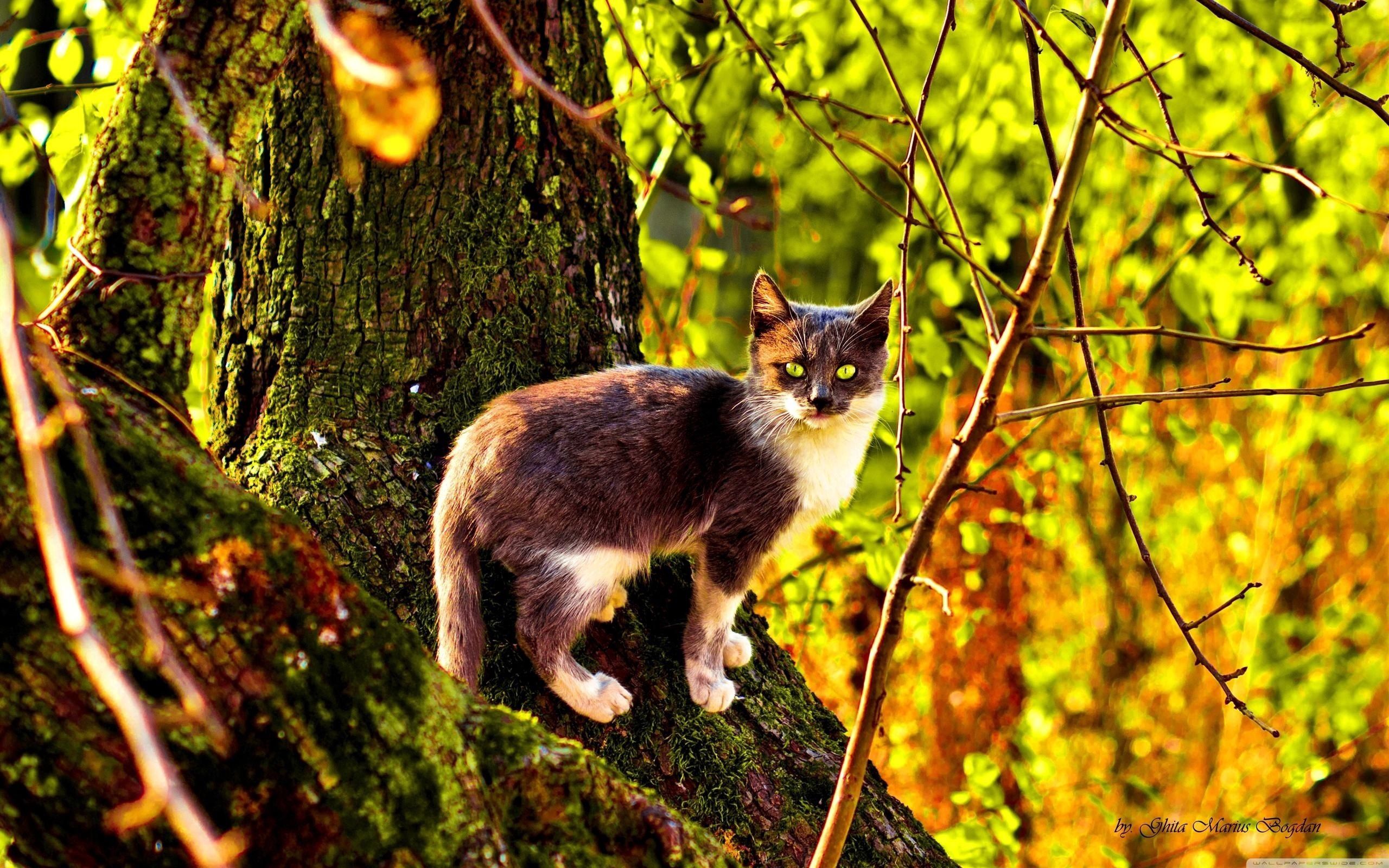 123304 скачать обои окрас, осень, животные, кот, дерево, лазать - заставки и картинки бесплатно