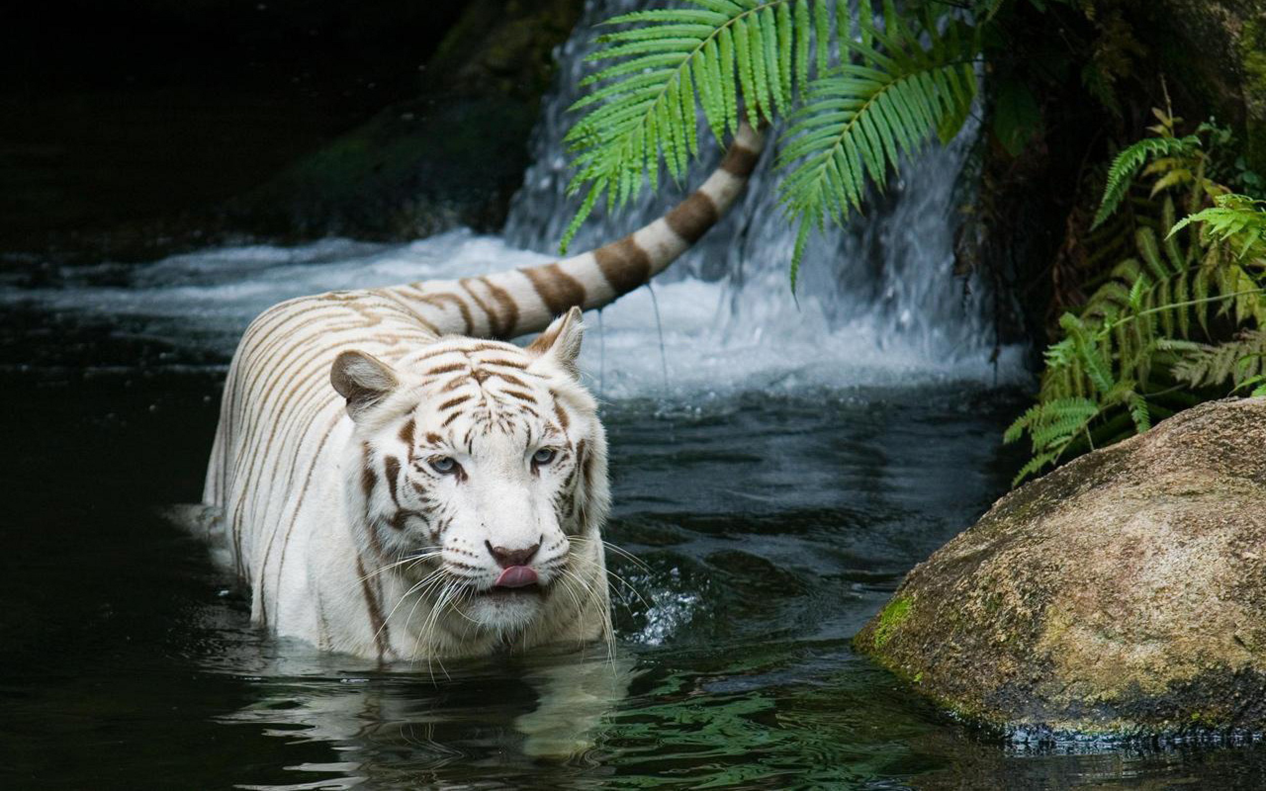 44645 Bild herunterladen tiere, tigers - Hintergrundbilder und Bildschirmschoner kostenlos