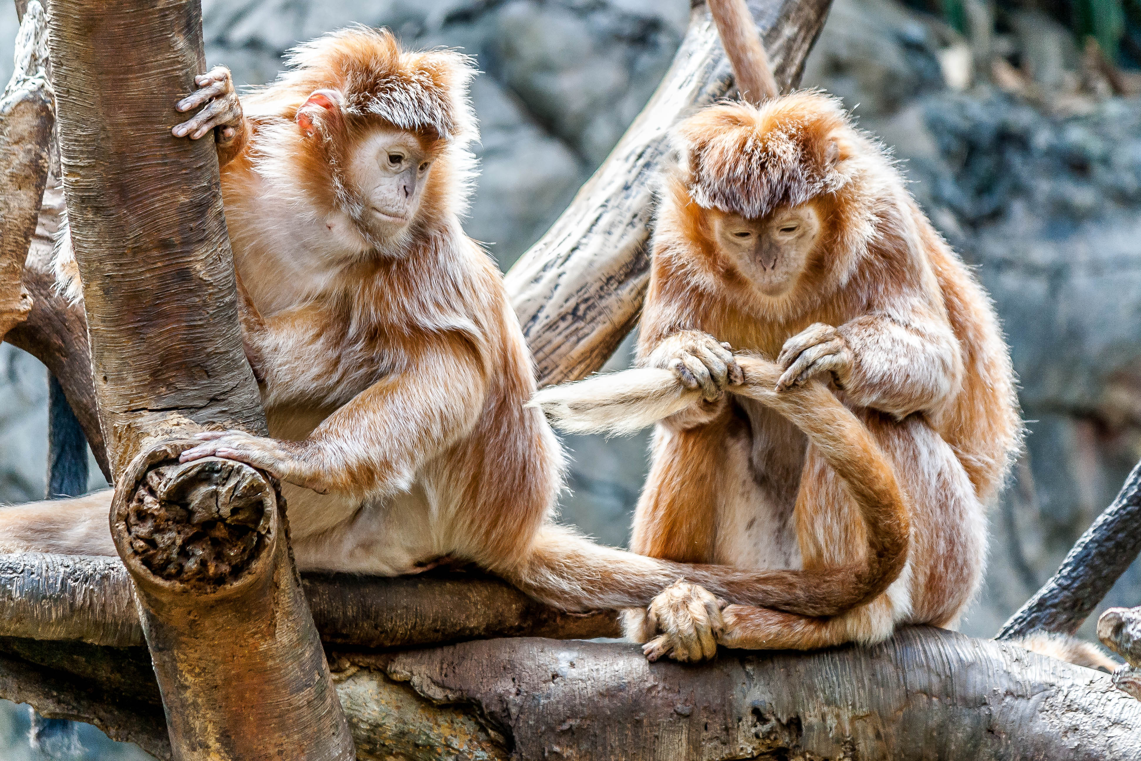 Download mobile wallpaper Animals, Care, Monkeys, Pair, Couple for free.
